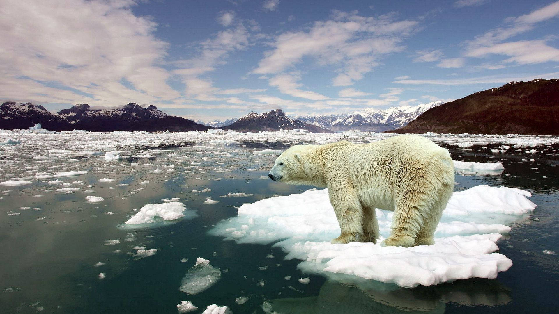 Polar 桌布 壁紙 — 一頭雄偉的北極熊在廣闊的北極海中漂浮的冰塊上警覺地站立，遠處有積雪覆蓋的山脈。