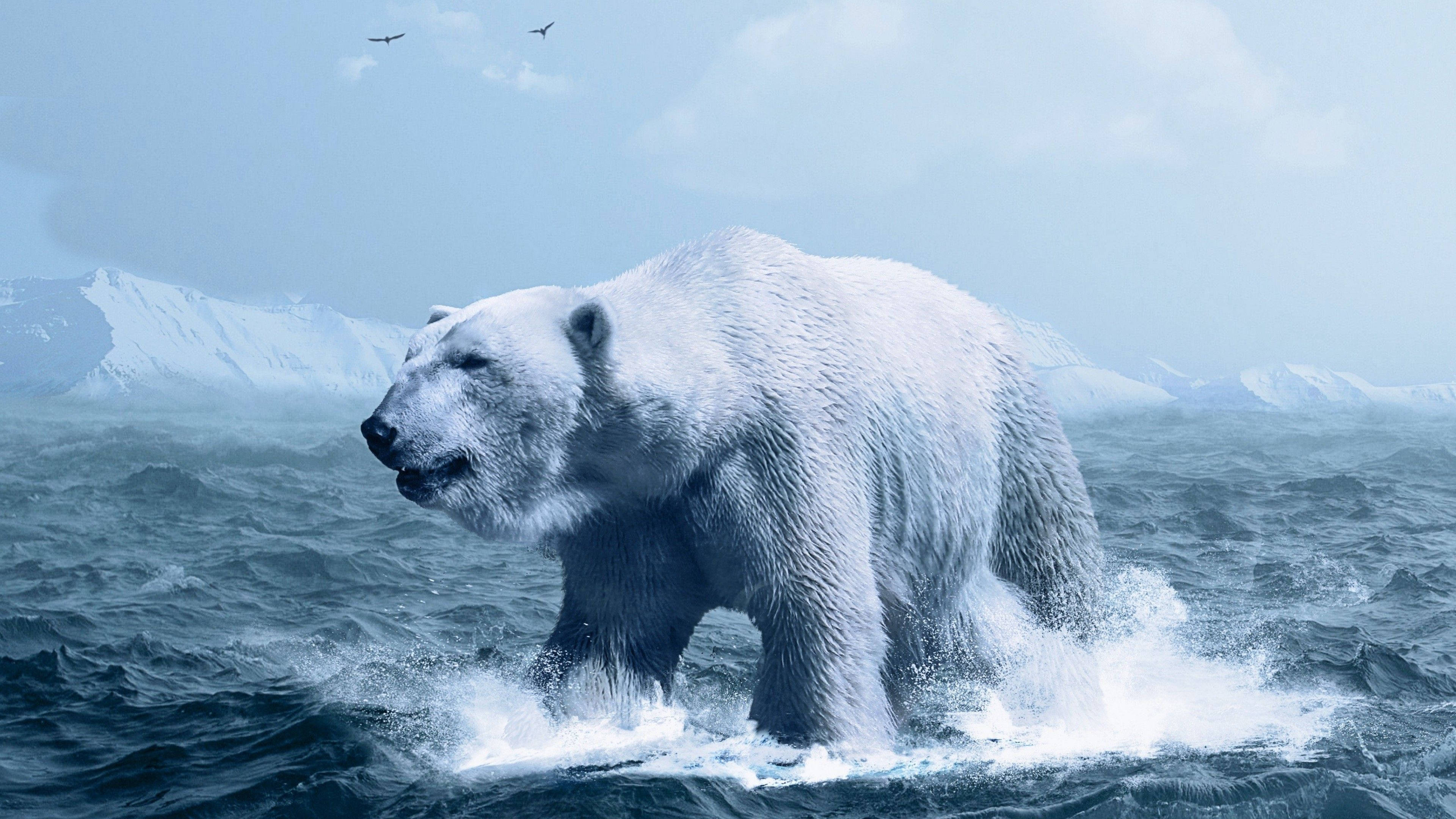 Polar 桌布 壁紙 — 一頭雄偉的北極熊在波濤洶湧的北極水域中強而有力地行走，遠處有積雪覆蓋的山脈和鳥類。