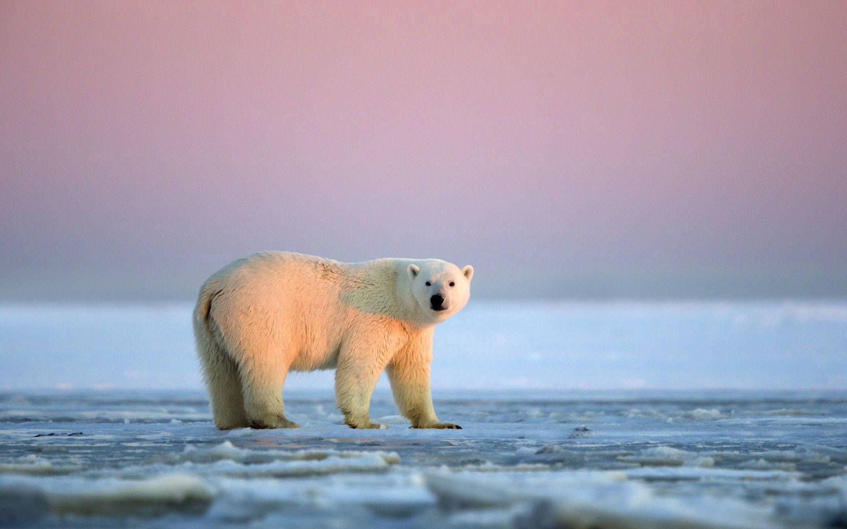Polar 桌布 壁紙 — 一頭雄偉的北極熊站在冰天雪地上，背景是柔和的粉紫色暮色天空。
