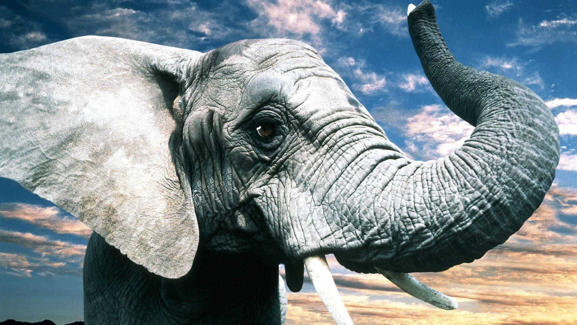Elephant HD 桌布 壁紙 — 一頭雄偉的大象，皮膚灰暗皺褶，鼻子高舉，站在色彩繽紛的日落天空下，天空中有散落的雲朵。