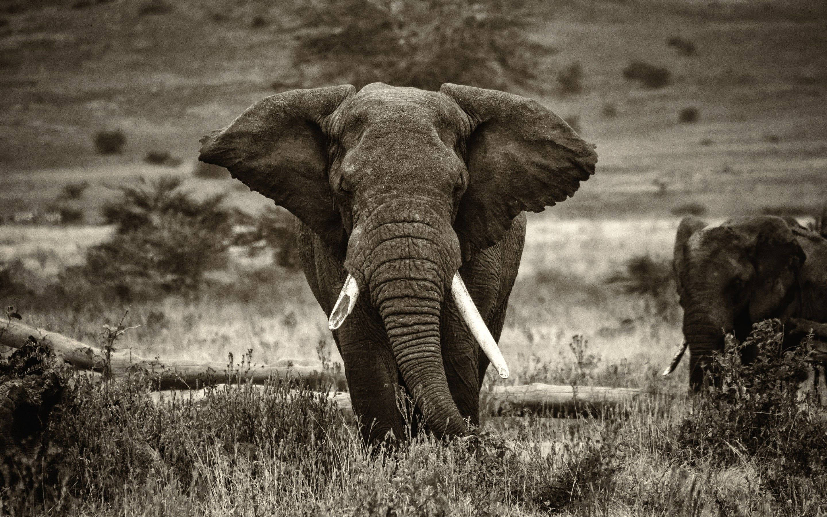 Elephant HD 桌布 壁紙 — 一頭雄偉的大象，耳朵寬闊，象牙突出，矗立在長滿草的稀樹草原上，以戲劇性的棕褐色調捕捉。