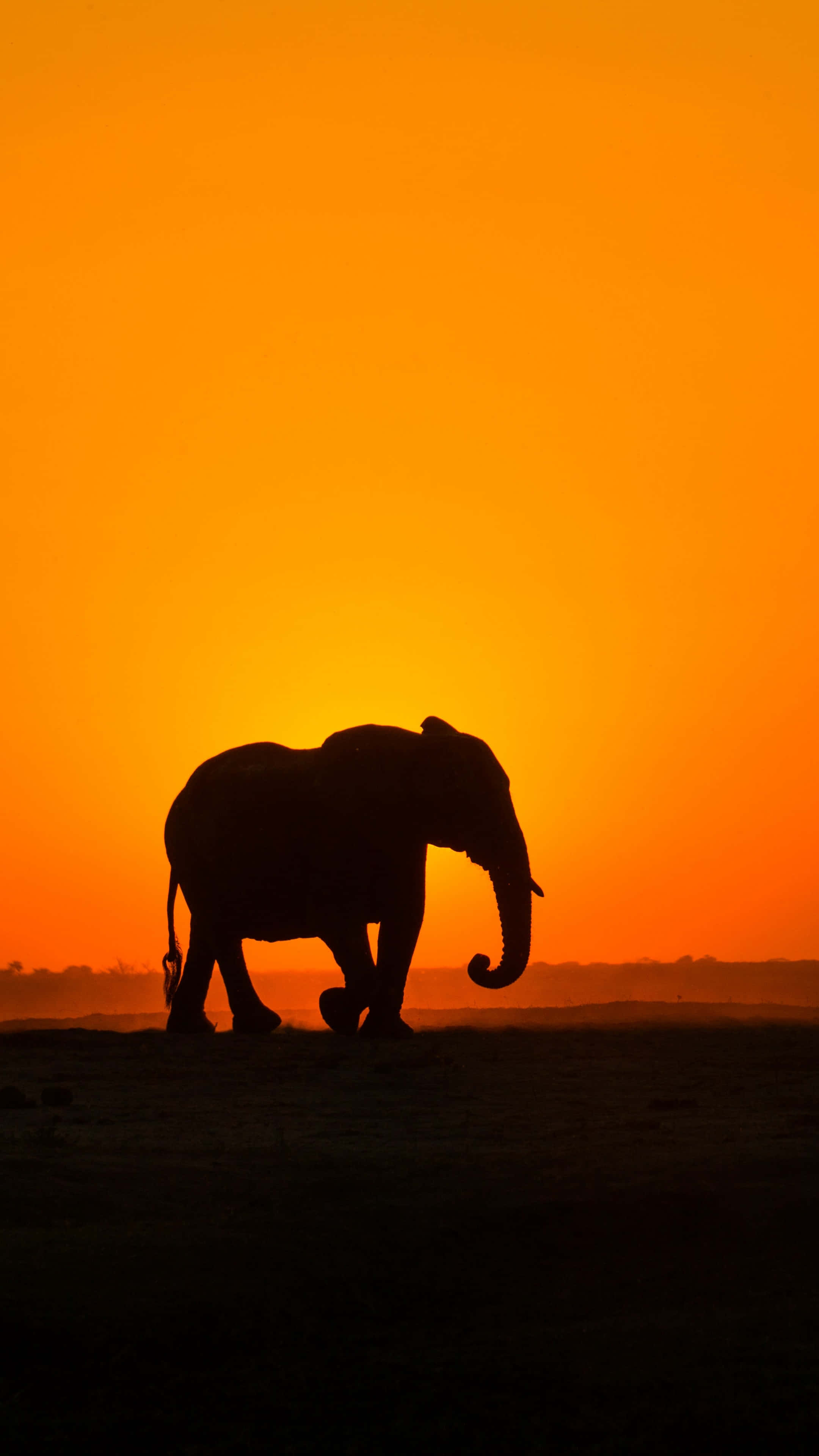 Elephant Laptop 桌布 壁紙 — 一頭雄偉的大象剪影在熾熱橙色夕陽天空下，穿越廣闊的稀樹草原。