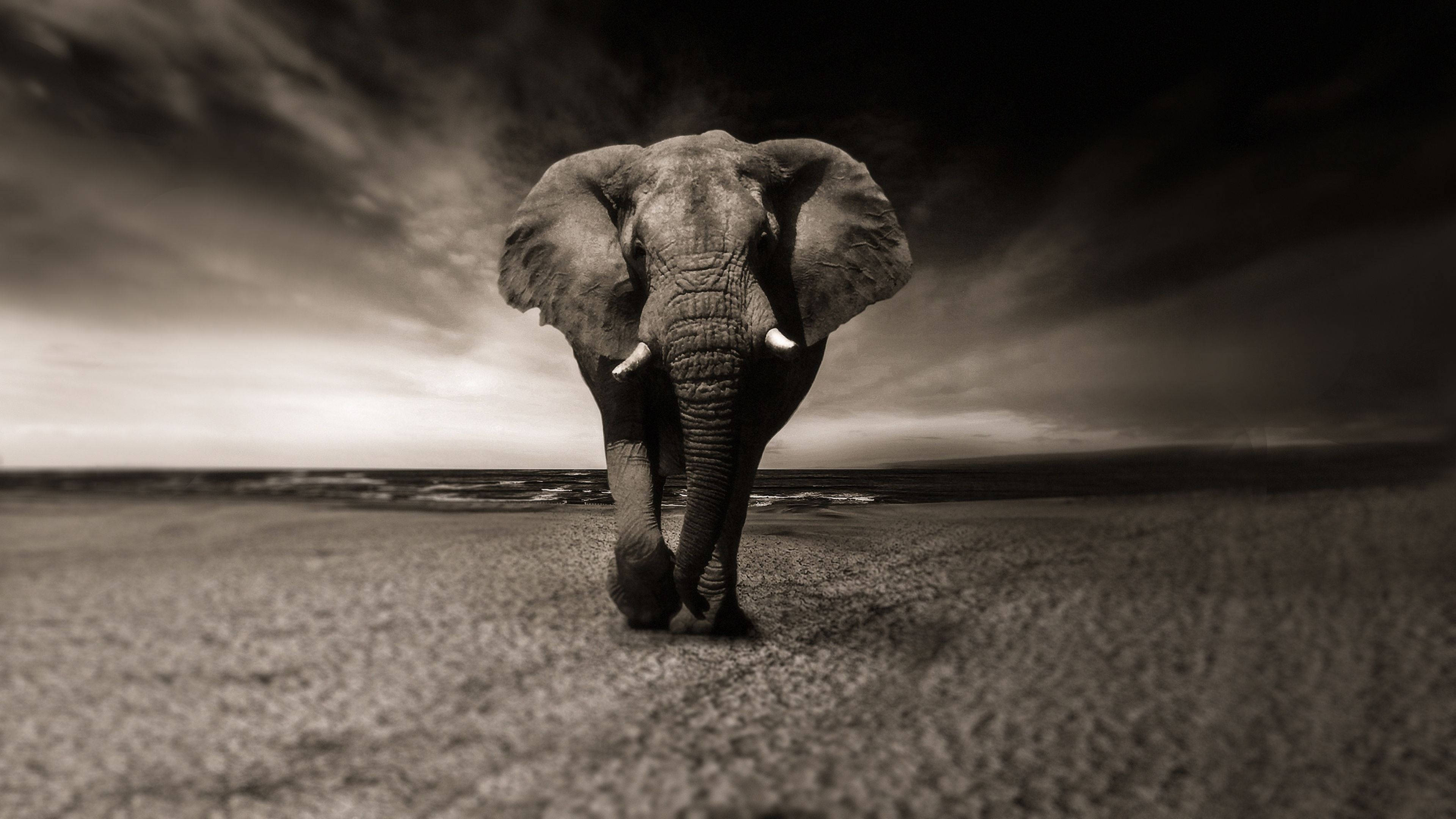 Elephant HD 桌布 壁紙 — 一頭雄偉的大象在廣闊的海灘上邁步向前，天空呈現戲劇性的單色調。
