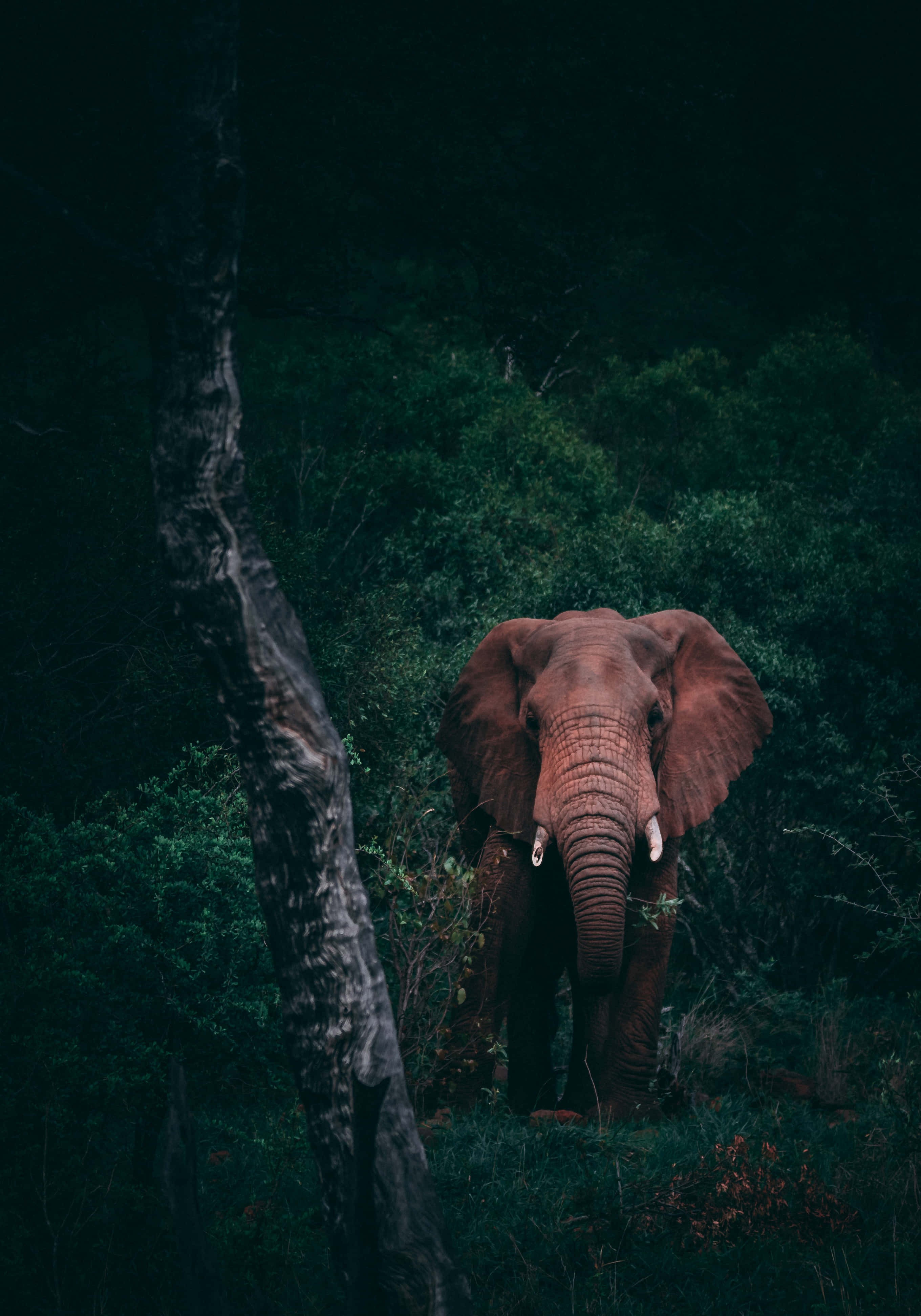Elephant Laptop 桌布 壁紙 — 一頭雄偉的大象從陰暗森林中茂密的深綠色樹葉中出現，其皺紋皮膚在昏暗光線下閃閃發光。