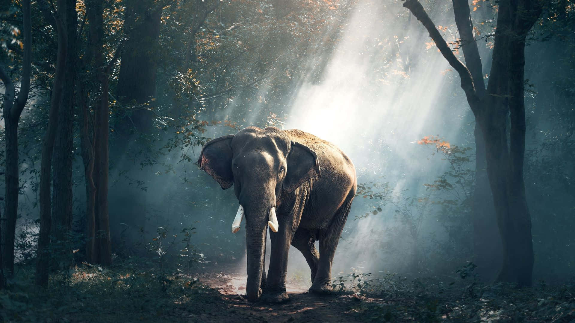 Elephant Laptop 桌布 壁紙 — 一頭雄偉的大象站在霧氣瀰漫的森林中，金色的陽光穿過周圍的樹木照射下來。