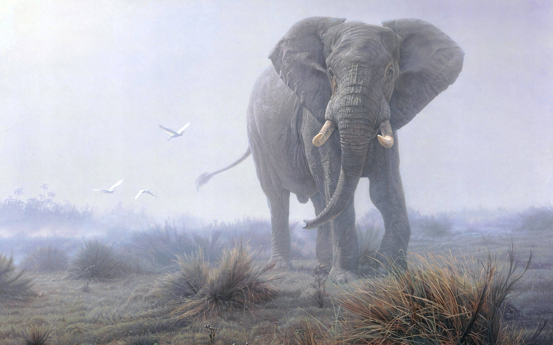 animals 桌布 壁紙 — 一頭雄偉的大象站在霧氣瀰漫的稀樹草原上，附近有鳥兒飛翔，高高的草在柔和的光線中搖曳。