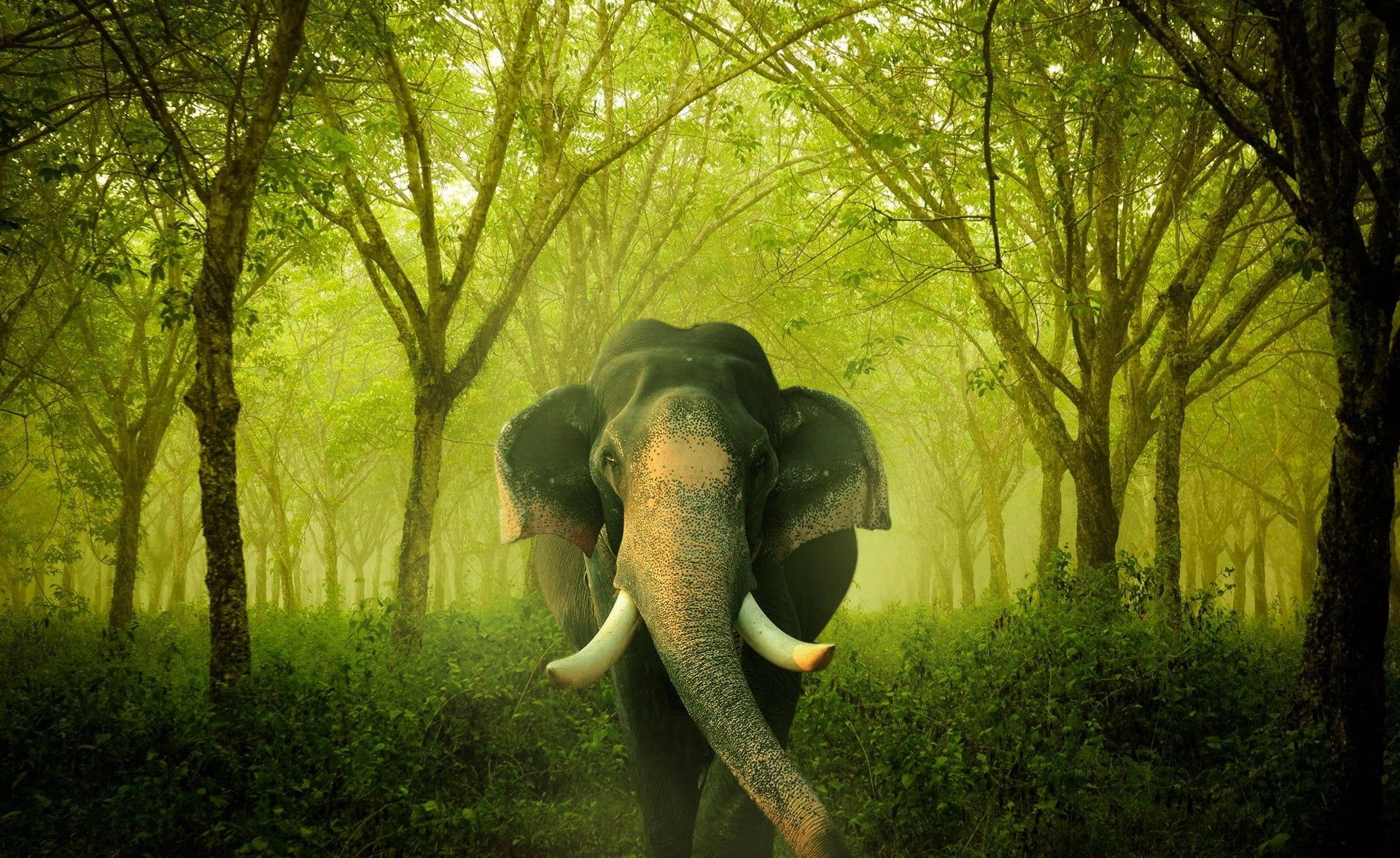 Elephant HD 桌布 壁紙 — 一頭雄偉的大象走過霧氣瀰漫的綠色森林，陽光穿過樹冠灑落下來。