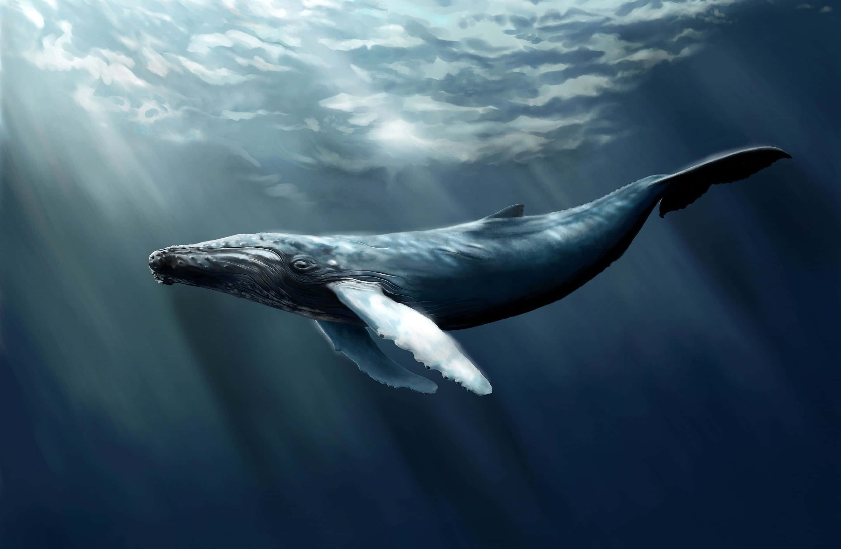 blue whale 桌布 壁紙 — 一頭雄偉的座頭鯨在深藍色的海洋中滑行，陽光從水面過濾而下。