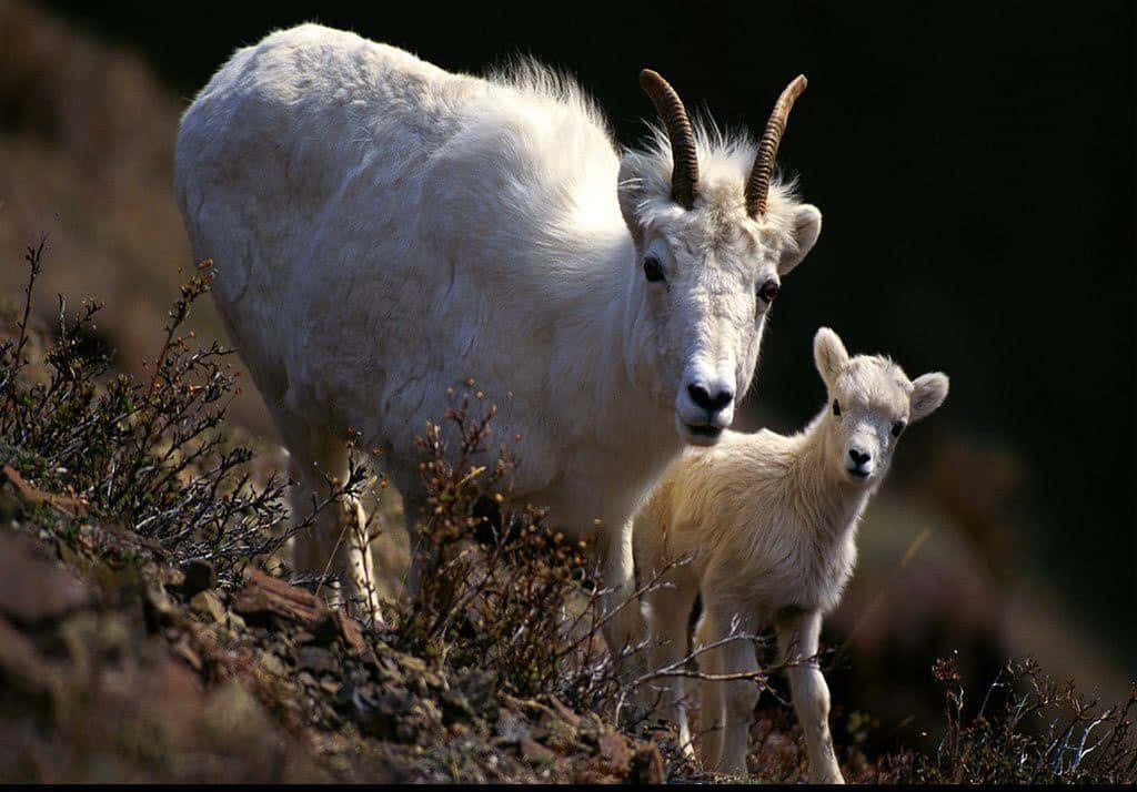 Mountain Goat 桌布 壁紙 — 一頭雄偉的成年山羊和牠的小山羊在崎嶇、陽光明媚、灌木稀疏的山坡上警覺地站立。