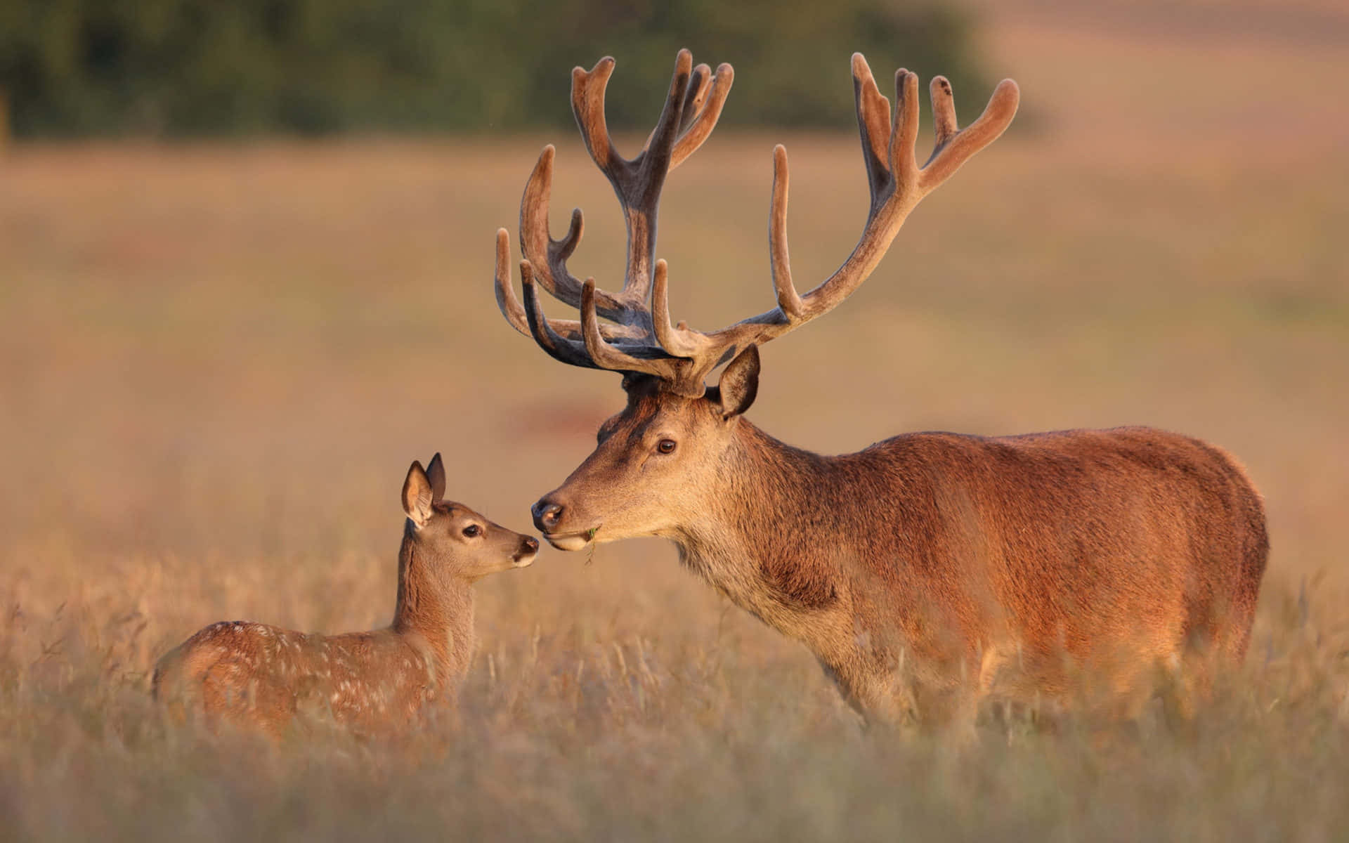 Deer Desktop 桌布 壁紙 — 一頭雄偉的成年紅鹿，長著巨大的鹿角，在日落時分的金色草地上輕蹭著一頭小鹿。