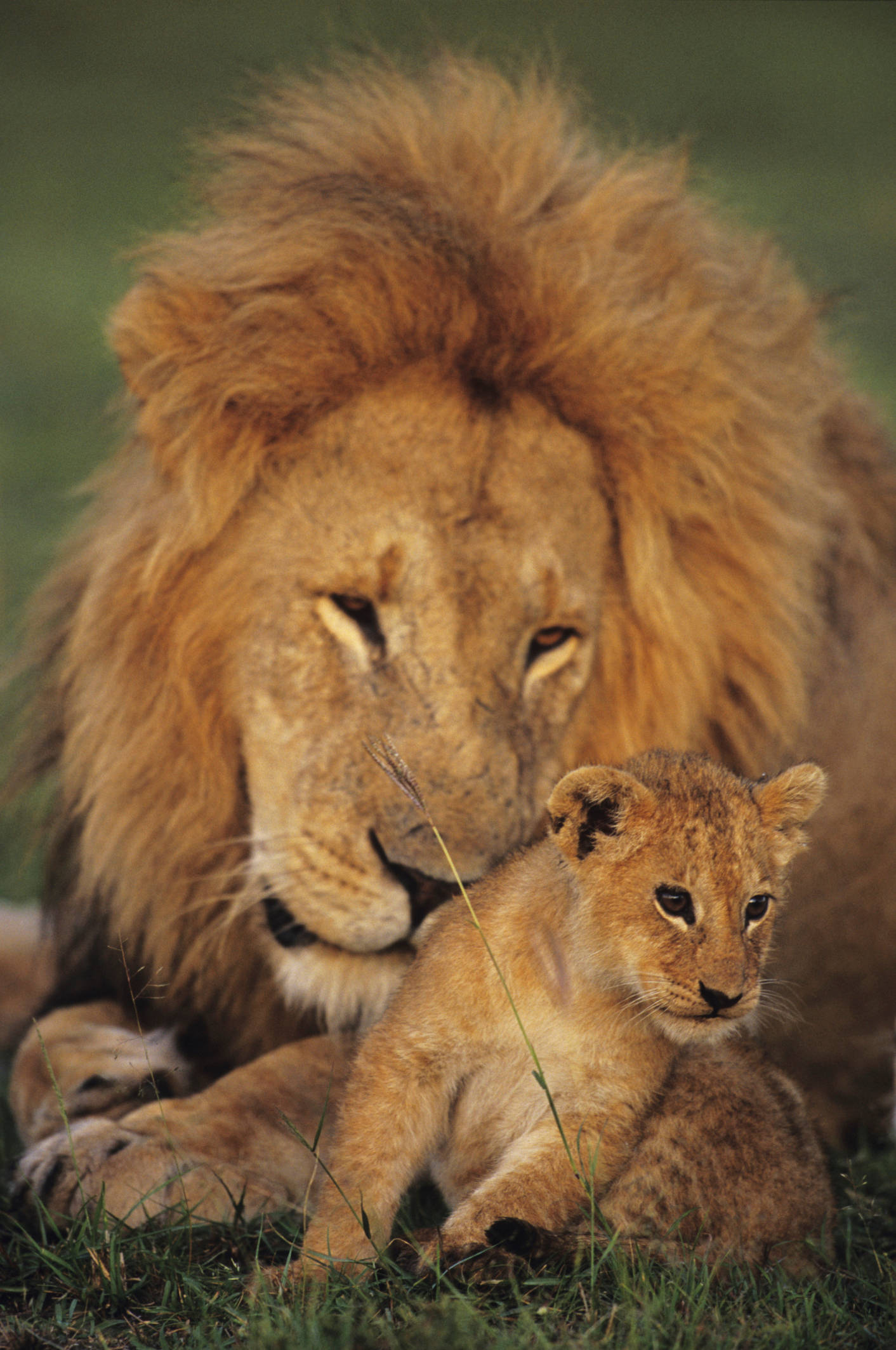 Baby Lion 桌布 壁紙 — 一頭雄偉的成年雄獅，擁有完整的鬃毛，在草地上保護性地躺在一頭好奇的幼獅旁邊。