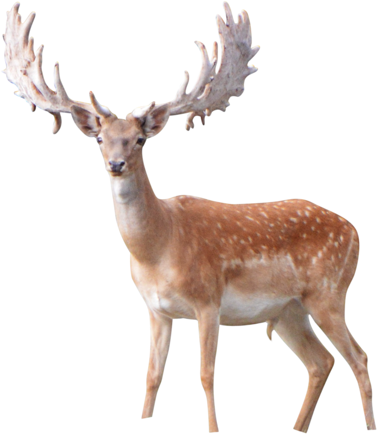 Elk 桌布 壁紙 — 一頭雄偉的成年雄鹿，長著巨大的分枝鹿角，警覺地站在純黑色背景前。