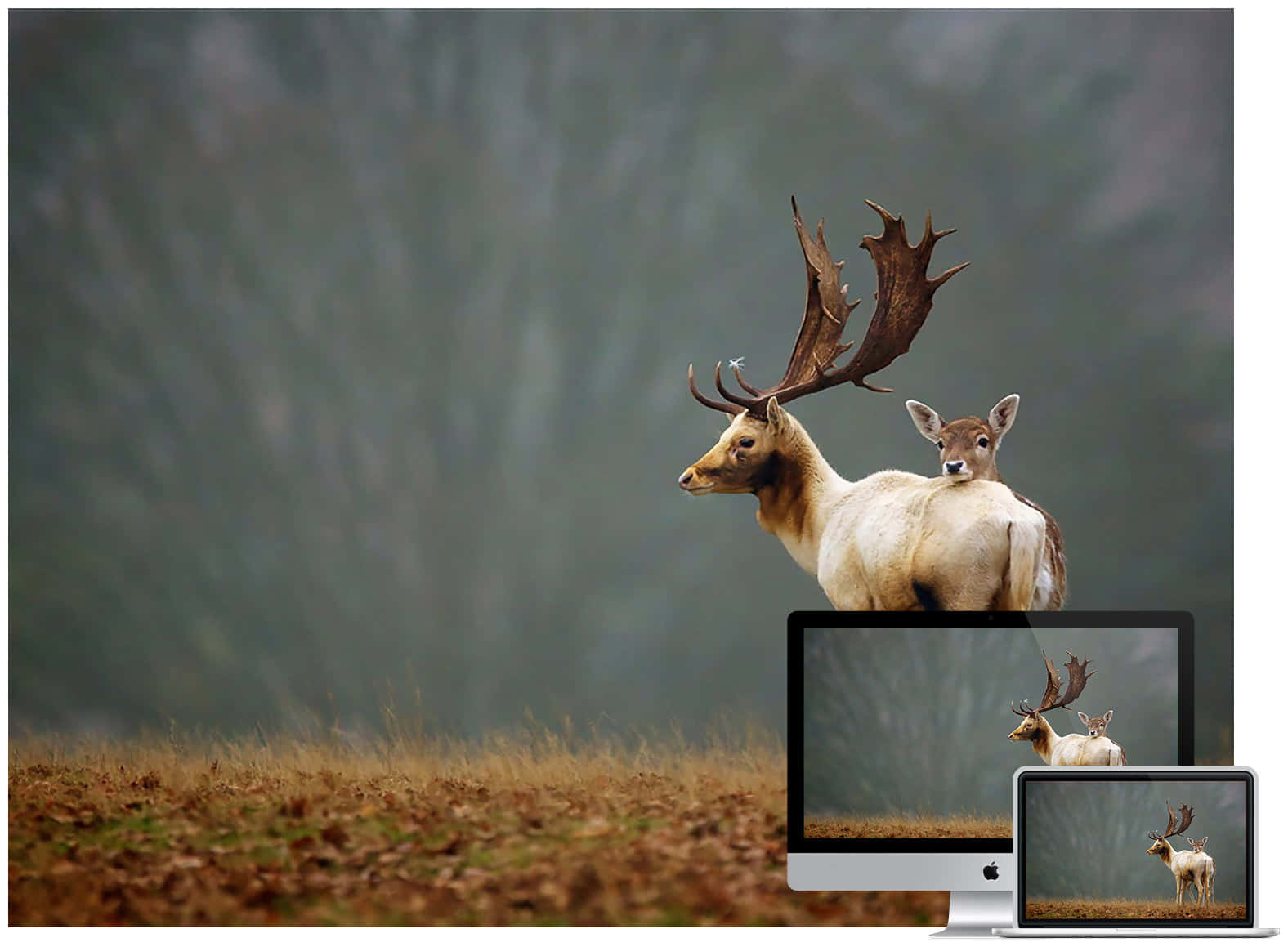 Beautiful Wildlife 桌布 壁紙 — 一頭雄偉的成年鹿，長著巨大的鹿角，站在一頭小鹿旁邊，身處迷霧籠罩的秋日田野，倒映在電腦螢幕上。