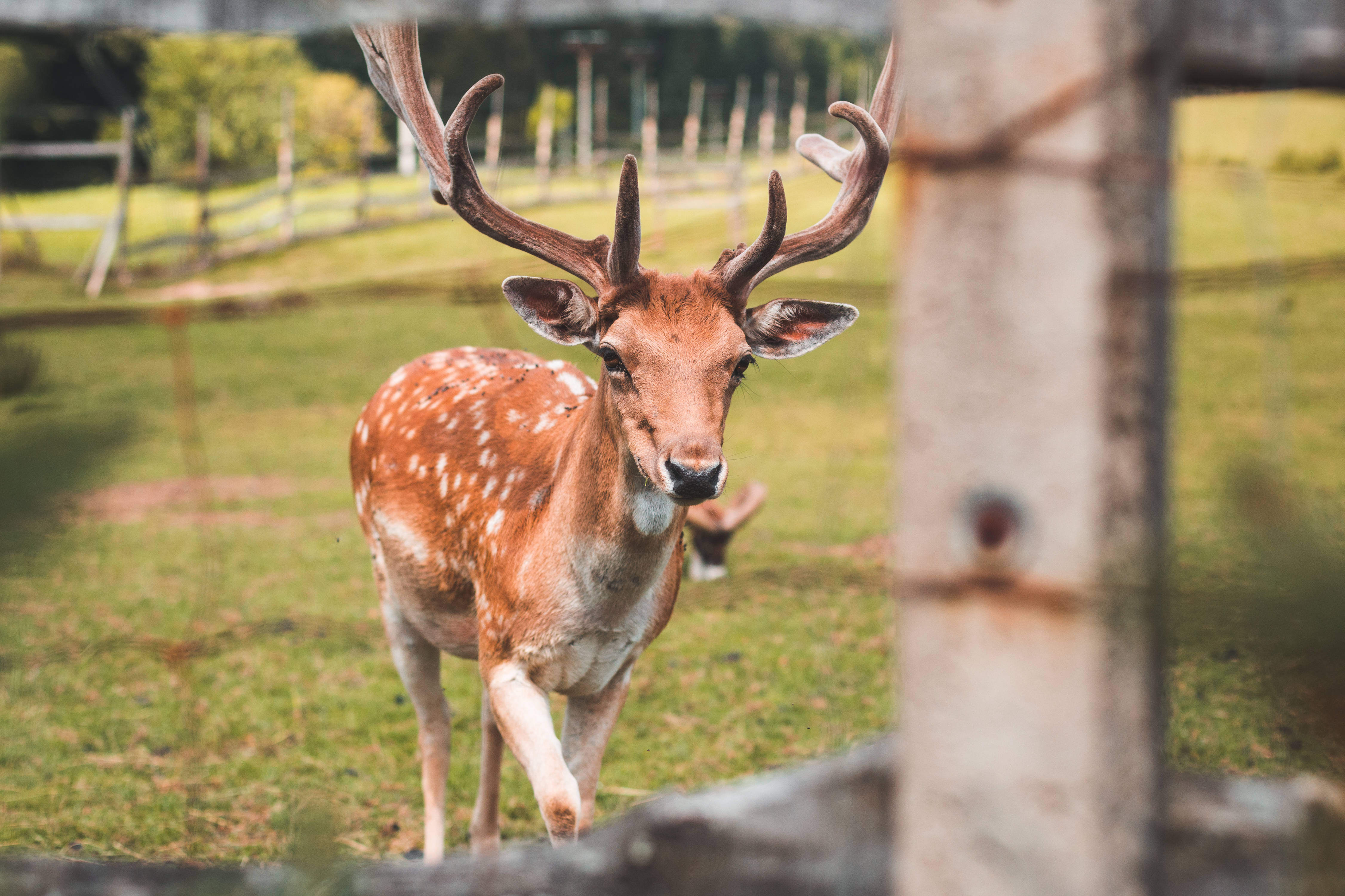 Deer Hunting 桌布 壁紙 — 一頭雄偉的斑點鹿，長著大鹿角，警覺地站在陽光明媚的草地上，身後是一道風化的木柵欄。