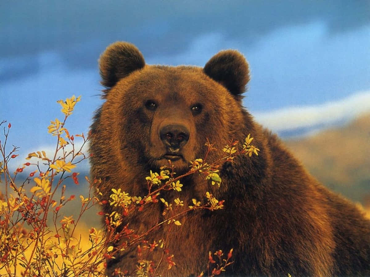 Brown Bear 桌布 壁紙 — 一頭雄偉的棕熊在柔和的藍天下，透過金色的秋葉凝視著。