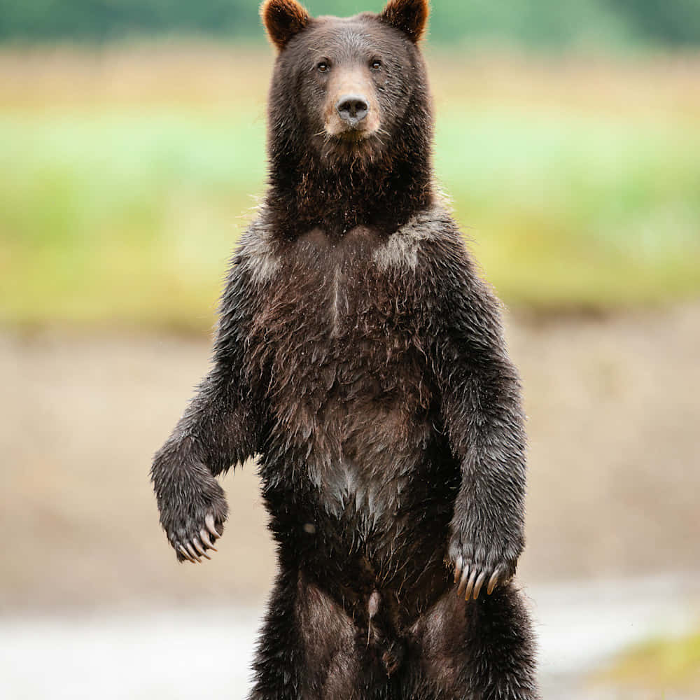 Brown Bears 桌布 壁紙 — 一頭雄偉的棕熊在模糊的自然環境中直立後腿站立，用銳利的眼神直視鏡頭。