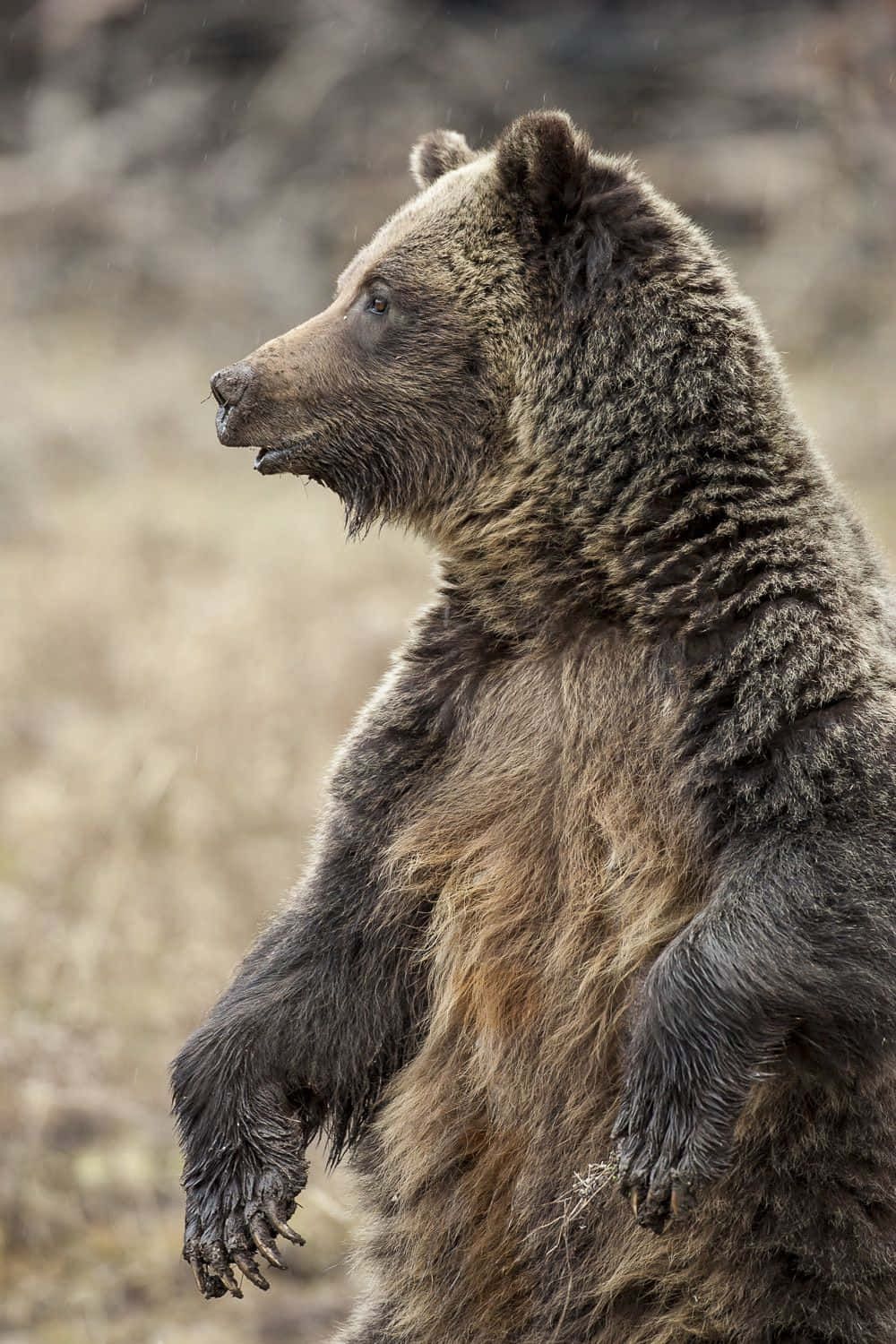 Bear Attack 桌布 壁紙 — 一頭雄偉的棕熊在模糊的自然環境中直立站立，其濃密的皮毛細節清晰，警覺的目光直視前方。