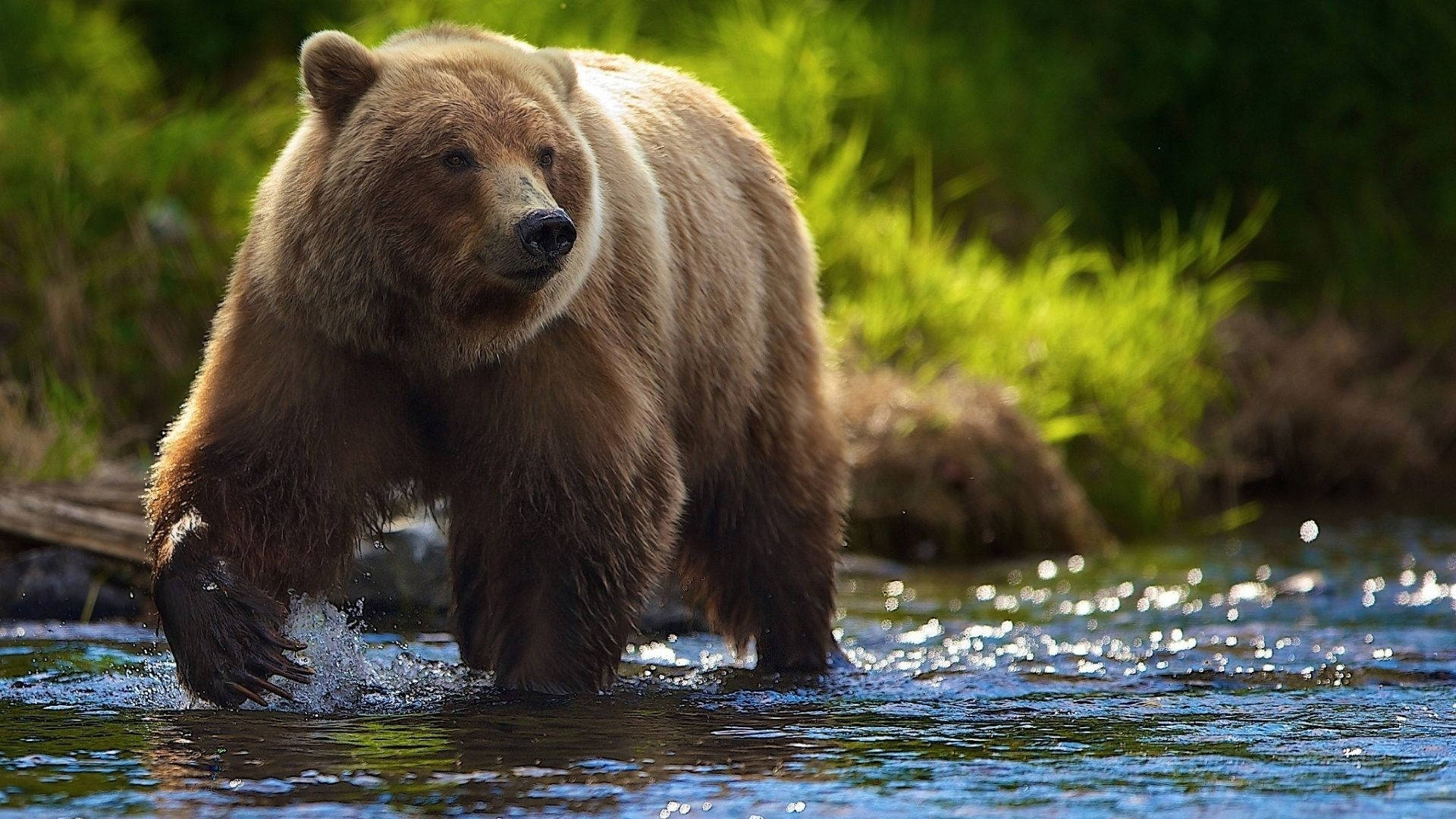 Cute Brown Bear 桌布 壁紙 — 一頭雄偉的棕熊在陽光照耀的溪流中大步前行，水花在牠強壯的爪子周圍飛濺。