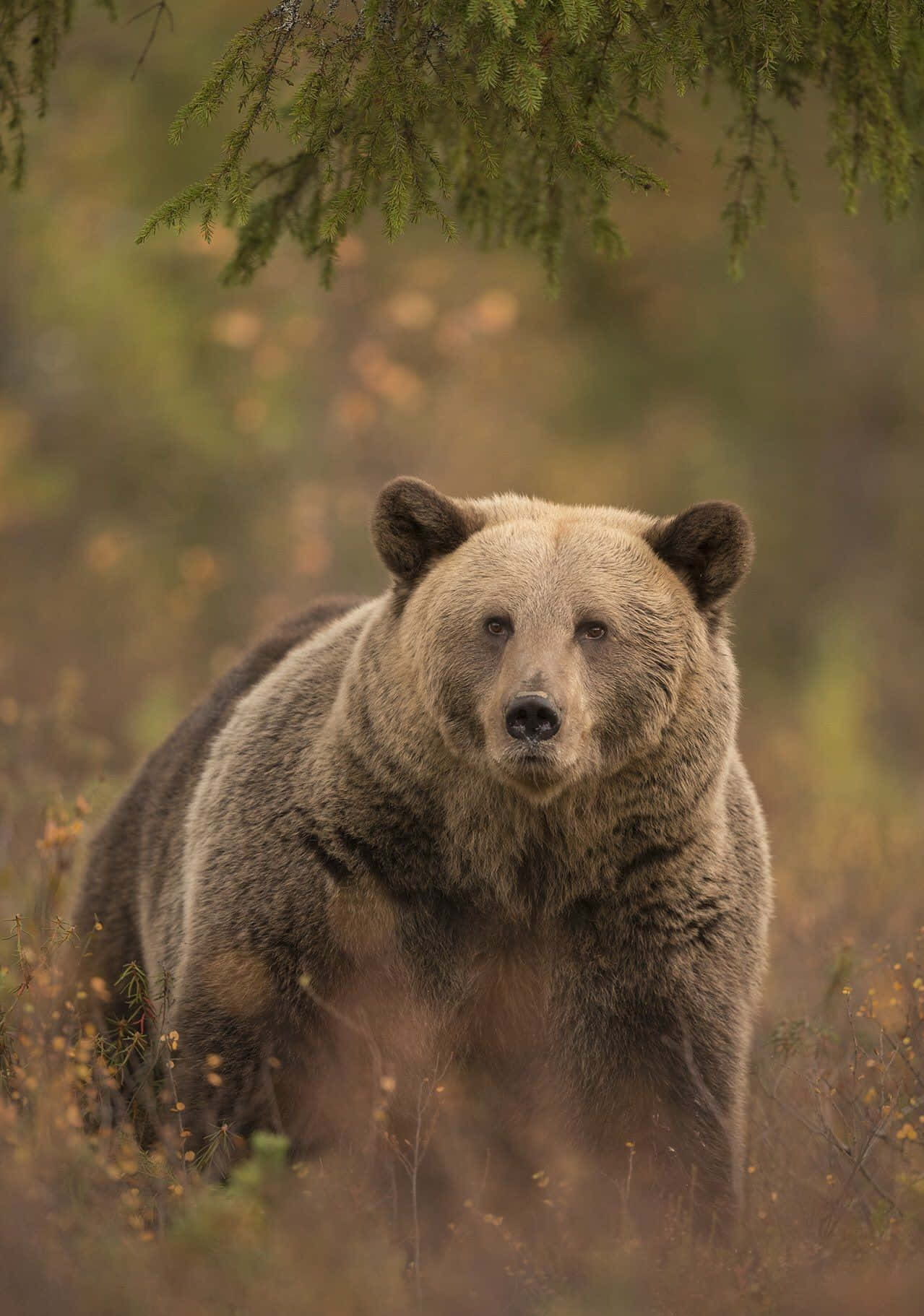 Bear Attack 桌布 壁紙 — 一頭雄偉的棕熊警覺地站在陽光普照的森林空地中，周圍環繞著垂下的松樹枝。