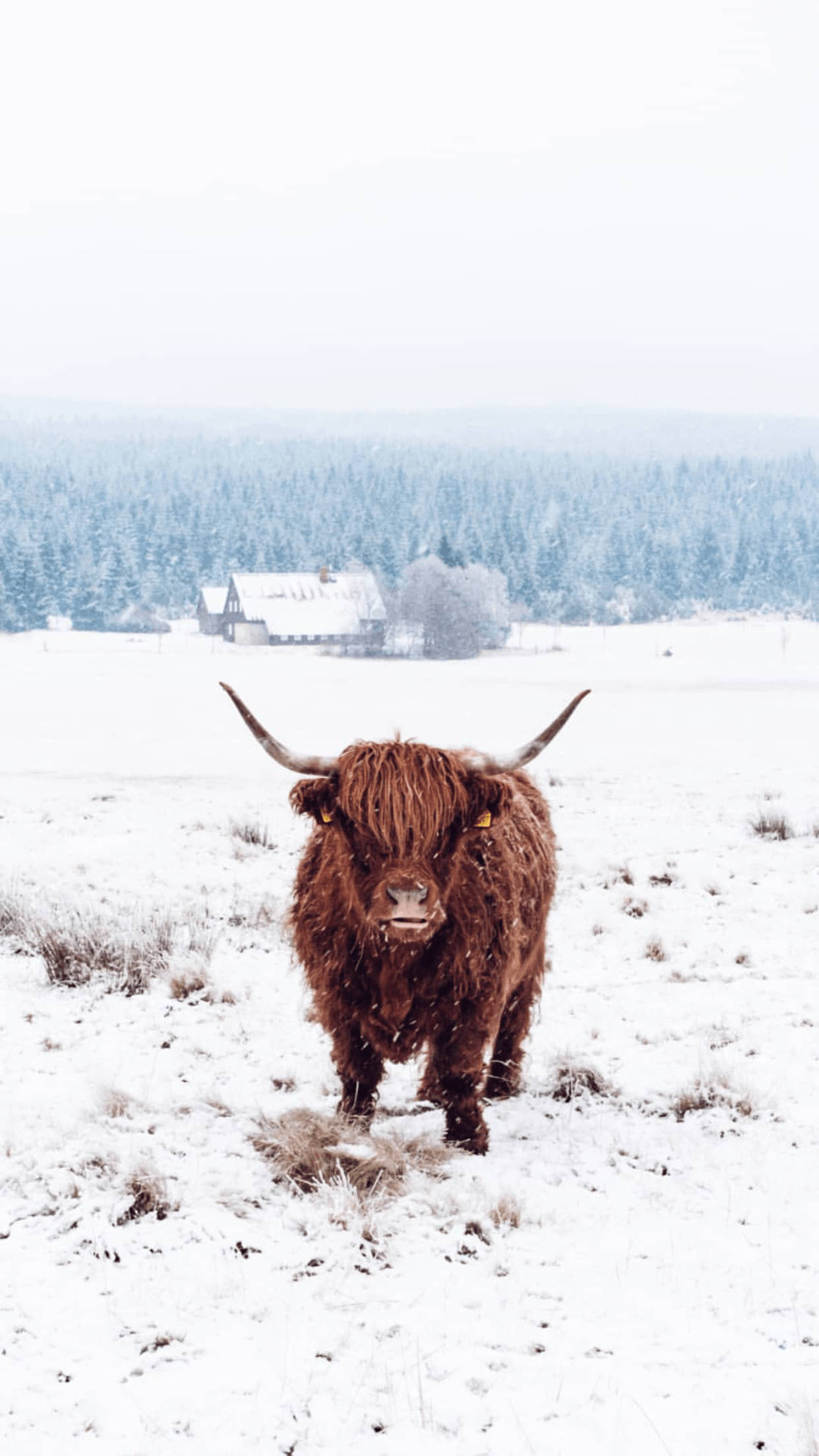 Cute Cow 桌布 壁紙 — 一頭雄偉的棕色高地牛站在雪地裡，遠方有被雪覆蓋的農舍和森林，天空灰濛濛。