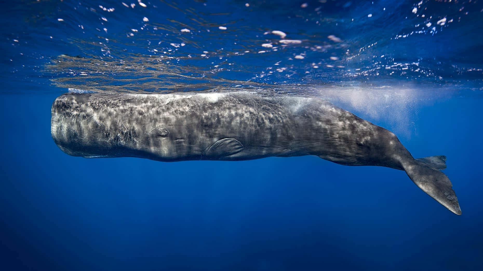 Sperm Whale 桌布 壁紙 — 一頭雄偉的灰鯨在陽光照耀的海面下，優雅地滑過深藍色的海水。