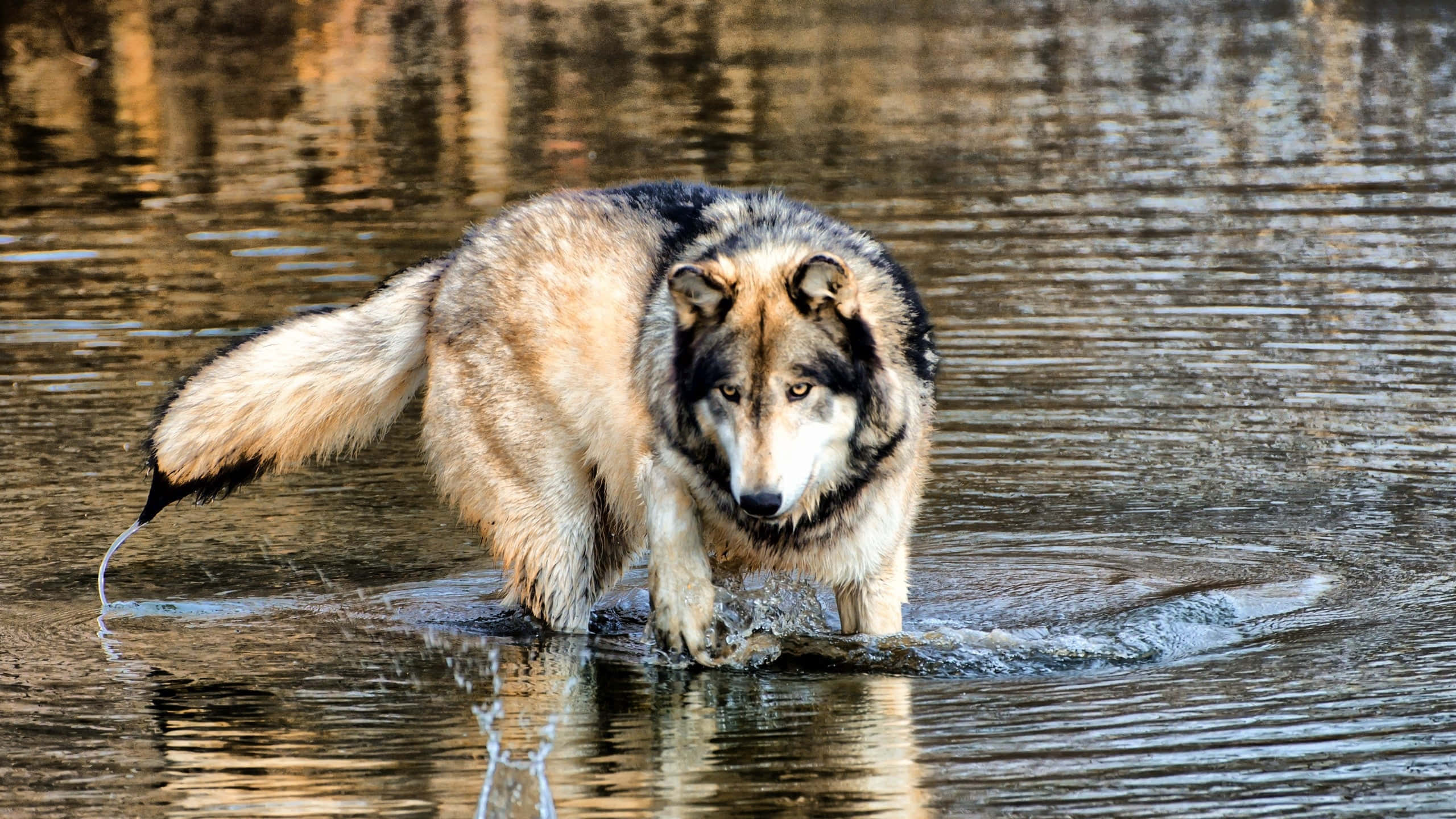 Wolf In Water 桌布 壁紙 — 一頭雄偉的狼在淺水中行走，漣漪在牠濕漉漉的爪子和尾巴周圍擴散。