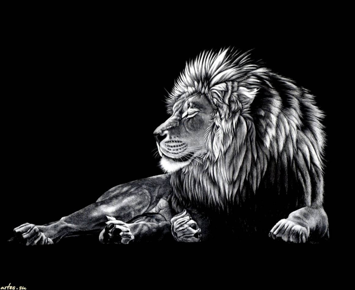 獅子 桌布 壁紙 — 一頭雄偉的獅子側面休息，背景為純黑色，以細緻的灰階鉛筆藝術呈現。