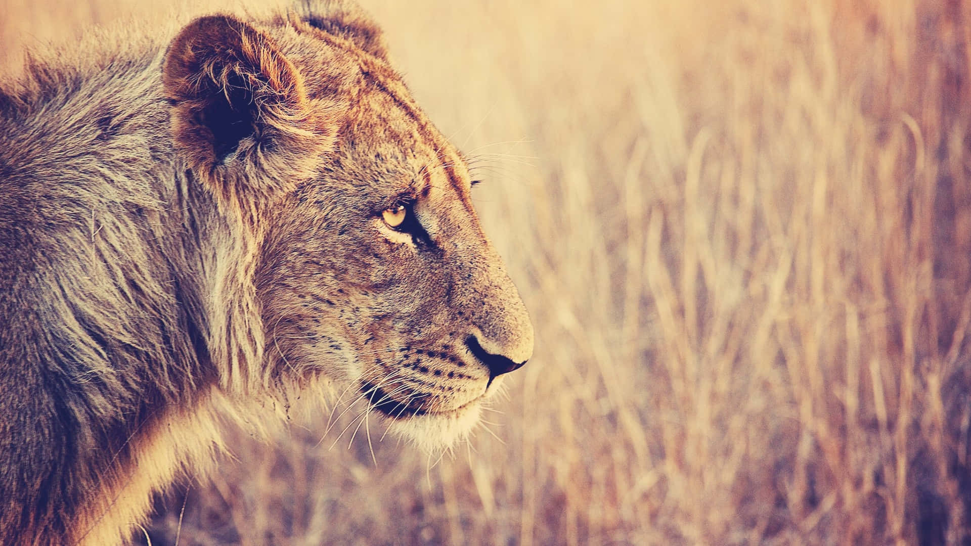 Lion Head 桌布 壁紙 — 一頭雄偉的獅子側面凝視，穿過金色草叢，沐浴在溫暖的陽光下。