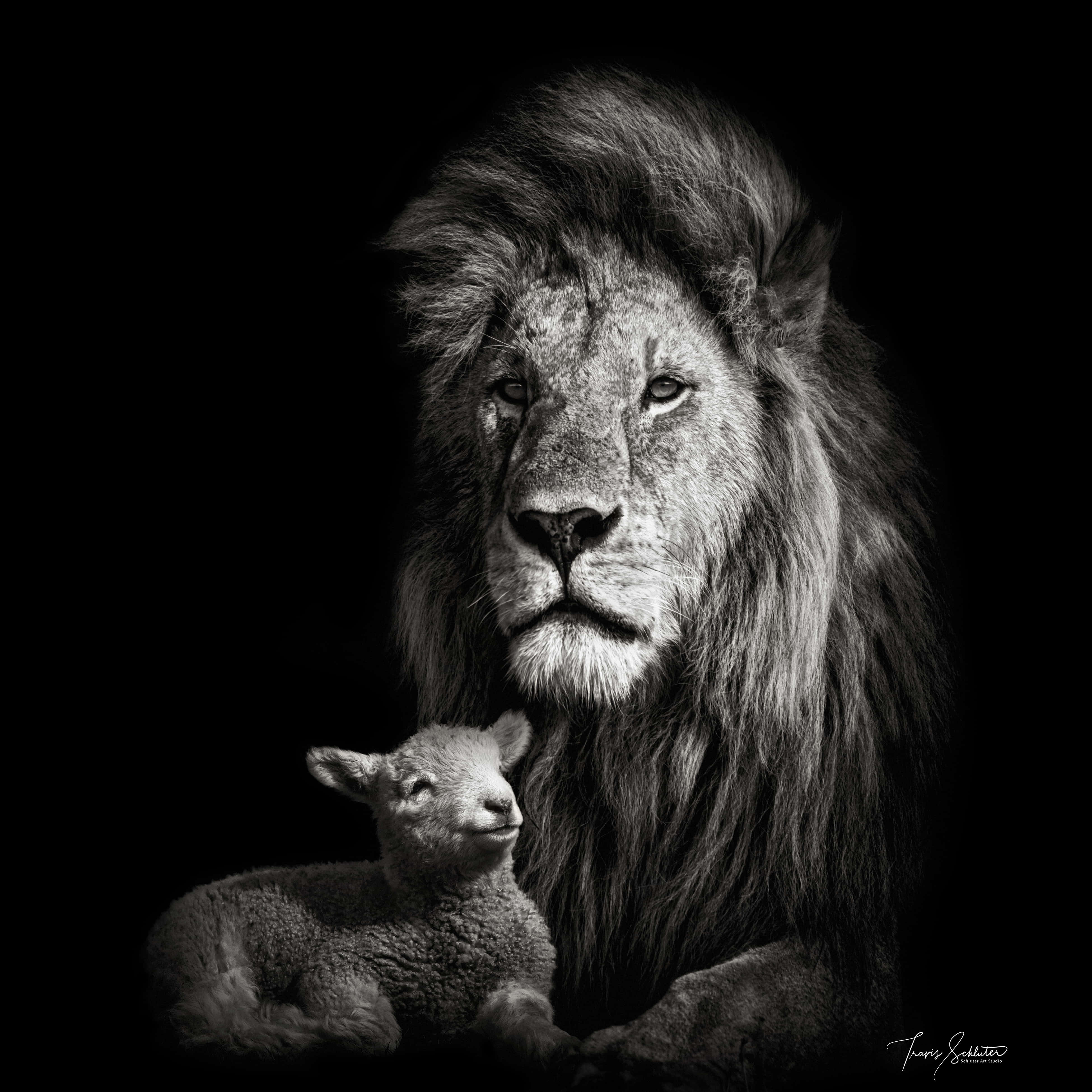 Lion Of Judah 桌布 壁紙 — 一頭雄偉的獅子和一隻小羊羔在虛空中以鮮明的黑白對比坐在一起，營造出力量與純真的強烈對比。