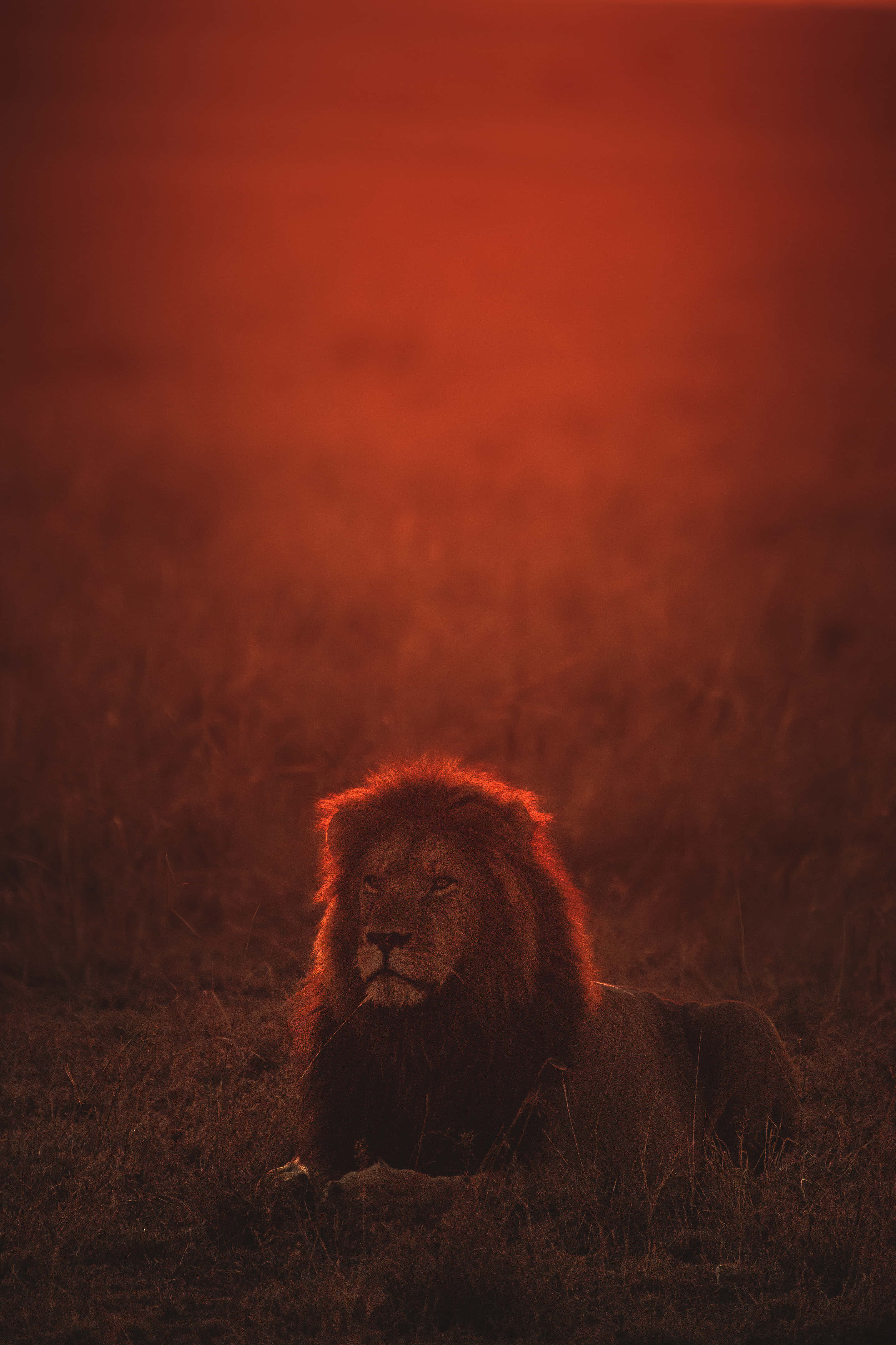 Lion Of Judah 桌布 壁紙 — 一頭雄偉的獅子在沐浴著溫暖夕陽的金色大草原上休息。