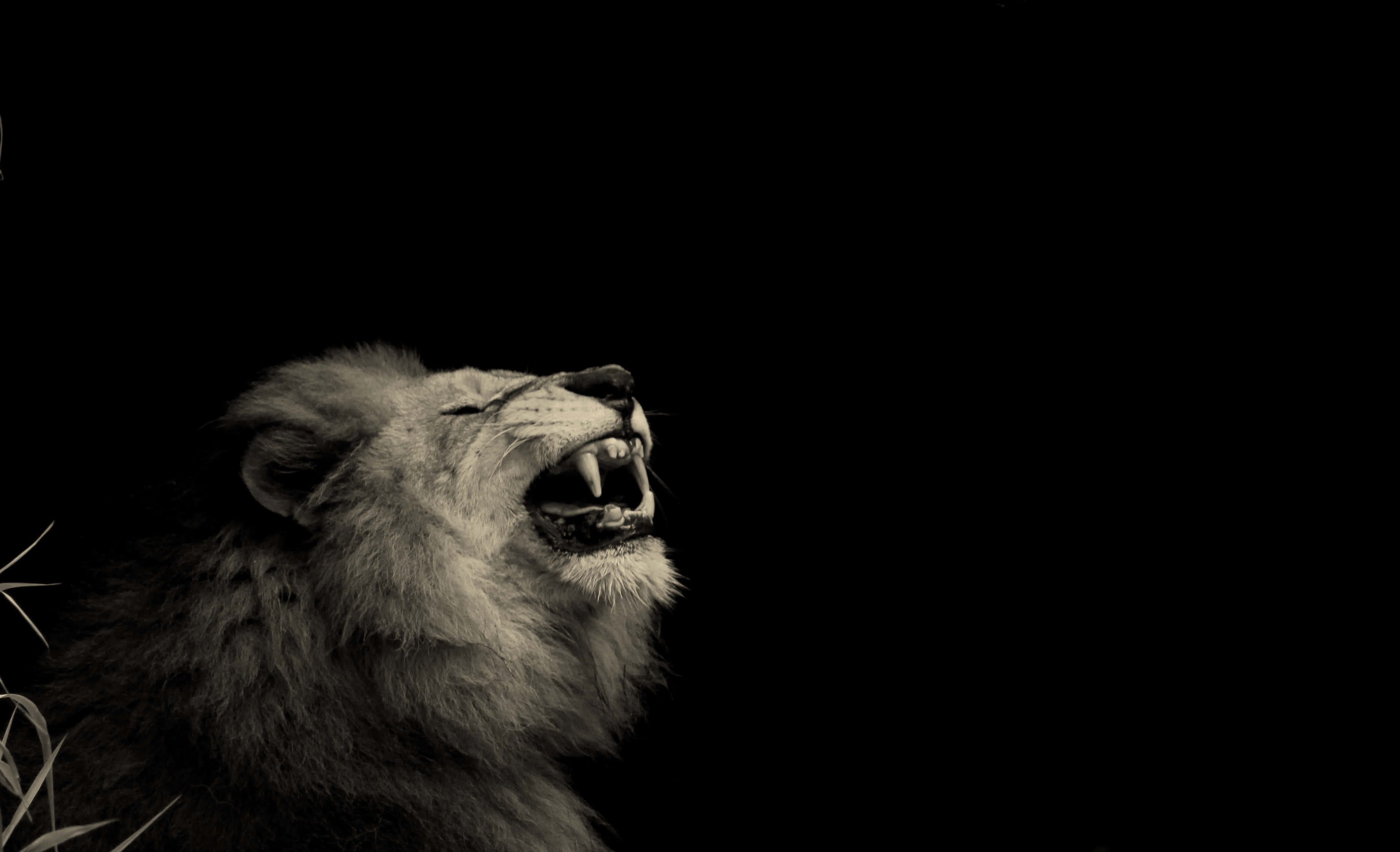Roaring Lion 桌布 壁紙 — 一頭雄偉的獅子在純黑背景下強力咆哮，戲劇性的燈光凸顯其兇猛表情。