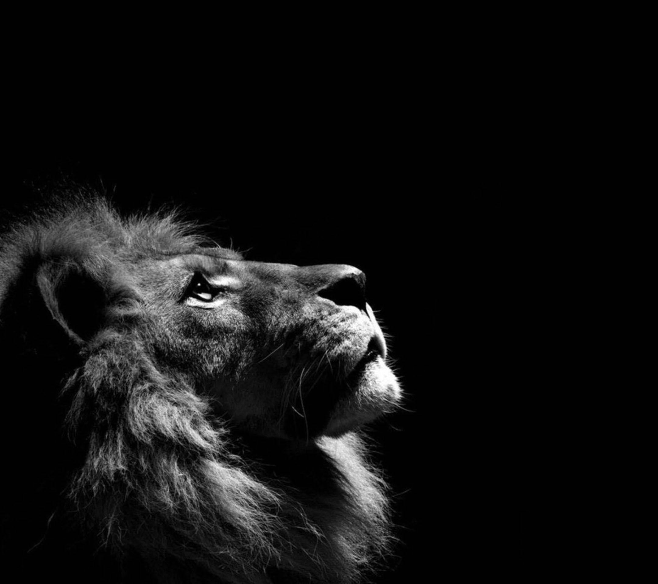 Lion Head 桌布 壁紙 — 一頭雄偉的獅子頭部，以戲劇性的黑白風格呈現，在純黑背景上向上凝視。