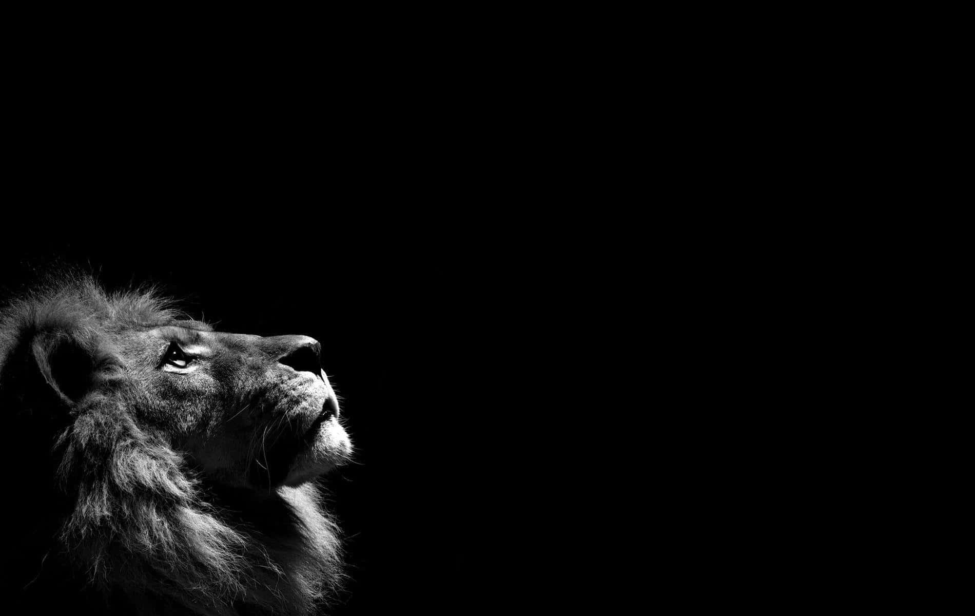 Black Lion 桌布 壁紙 — 一頭雄偉的獅子頭部以戲劇性的黑白呈現，在漆黑的背景下被照亮，以王者般的強烈目光向上凝視。