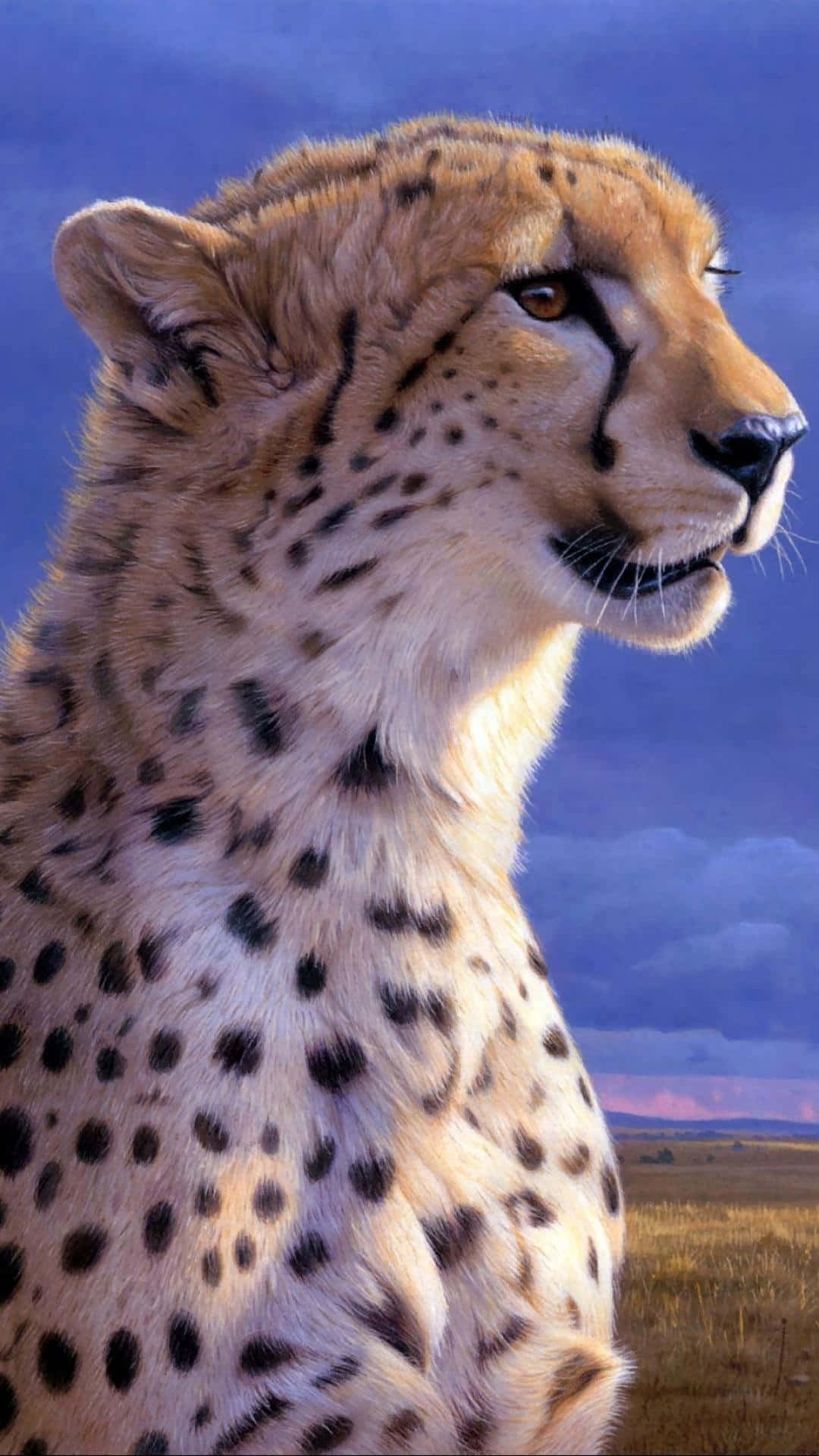 獵豹 桌布 壁紙 — 一頭雄偉的獵豹側面凝視前方，背景是金色稀樹草原上戲劇性的暮色天空。