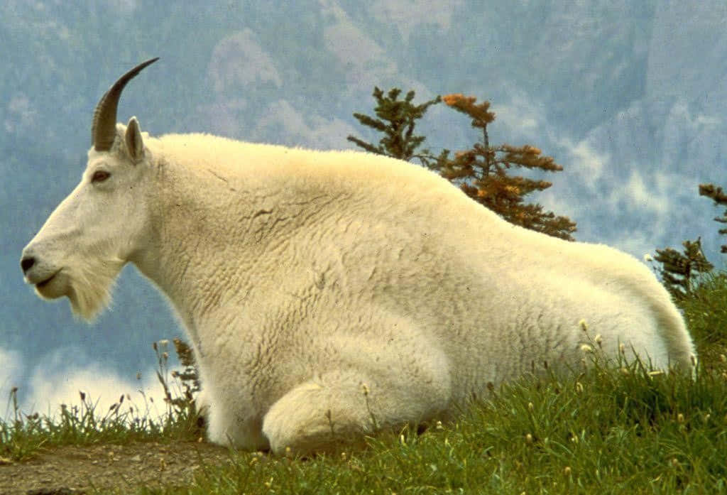 Mountain Goat 桌布 壁紙 — 一頭雄偉的白山羊在長滿草的山坡上平靜地休息，背景是霧氣繚繞的山峰和常青樹。