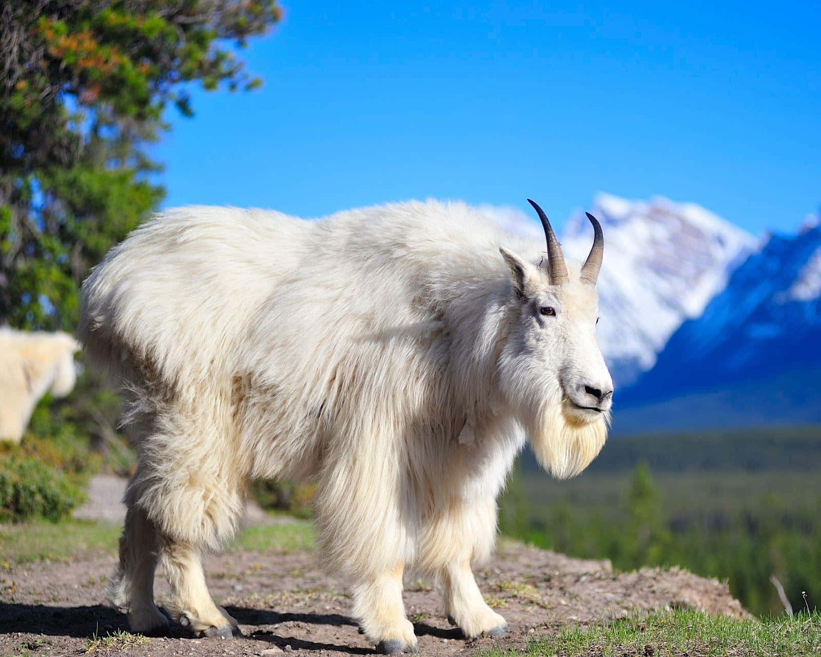 Mountain Goat 桌布 壁紙 — 一頭雄偉的白山羊自豪地站在陽光普照的山坡上，背景是白雪覆蓋的山峰和充滿活力的綠樹。