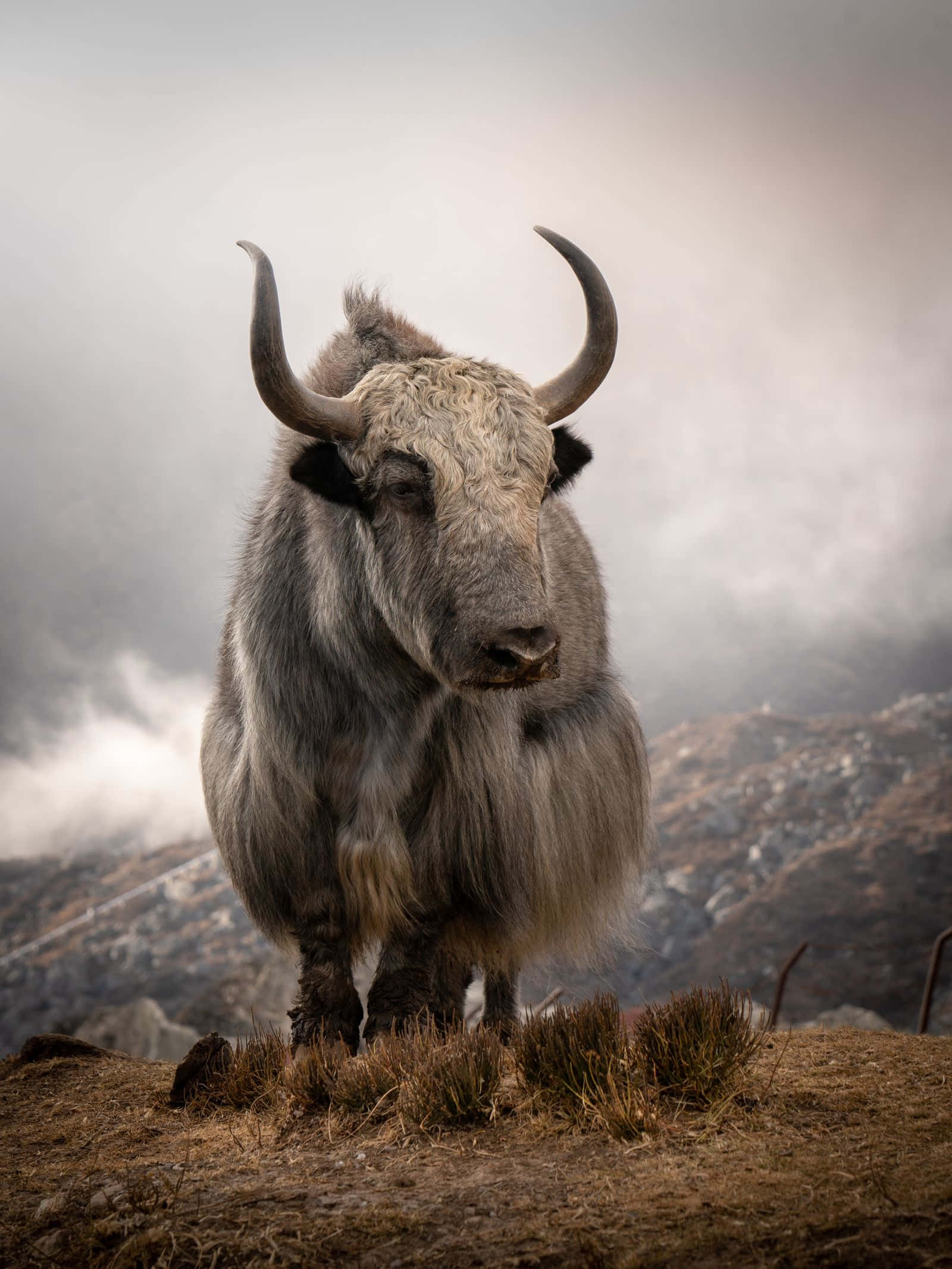 Yak 桌布 壁紙 — 一頭雄偉的白氂牛莊嚴地站在霧氣繚繞的山脊上，崎嶇的山峰逐漸消失在多雲的天空中。