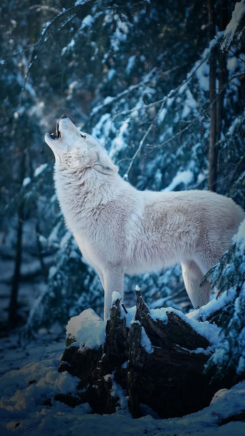 Wolf Photography 桌布 壁紙 — 一頭雄偉的白狼在沐浴在清涼藍色暮光的雪林中向上嚎叫。
