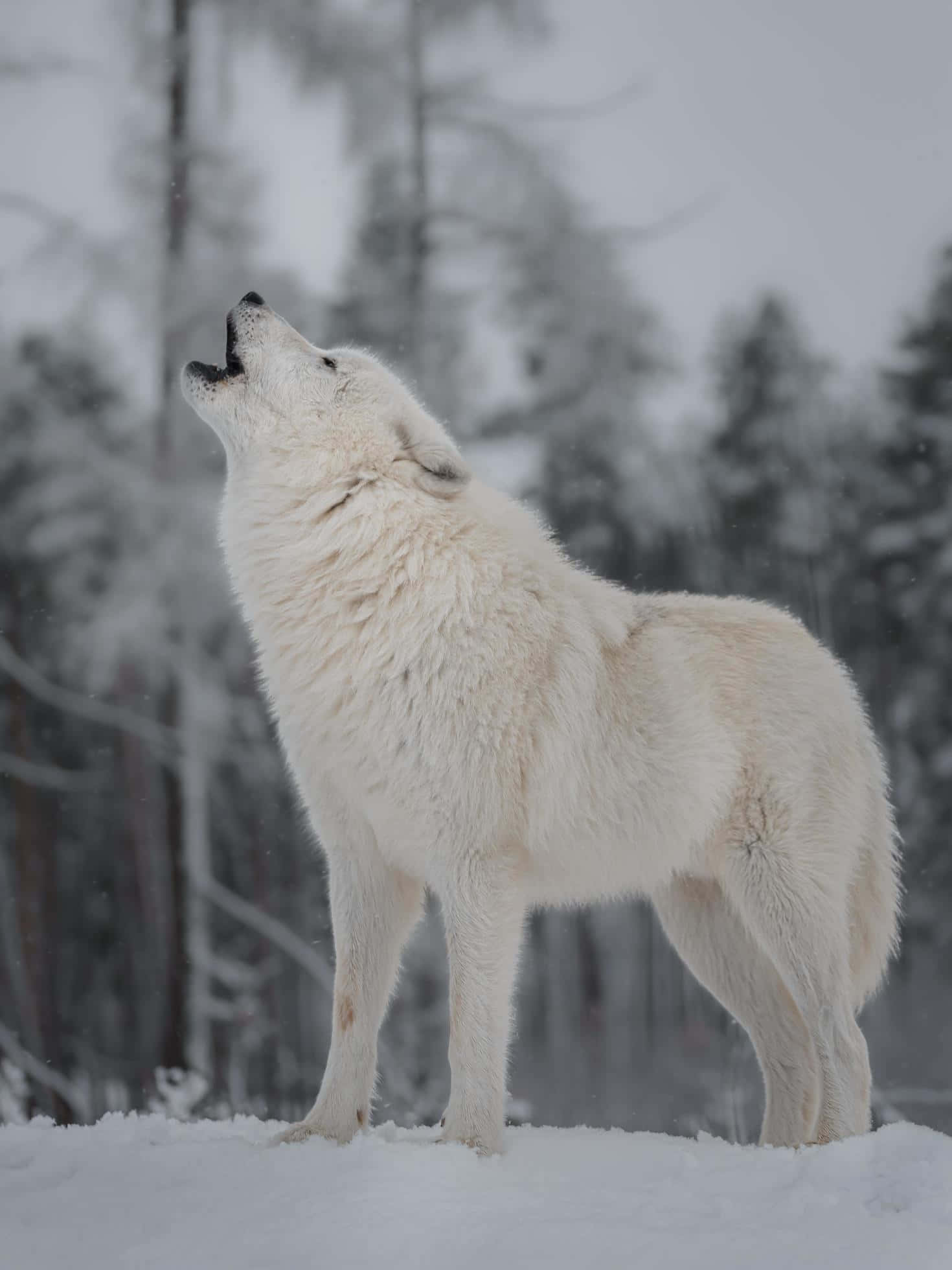 Wolf In Winter 桌布 壁紙 — 一頭雄偉的白狼在雪地森林中，在佈滿霜的樹木和陰天天空下向上嚎叫。