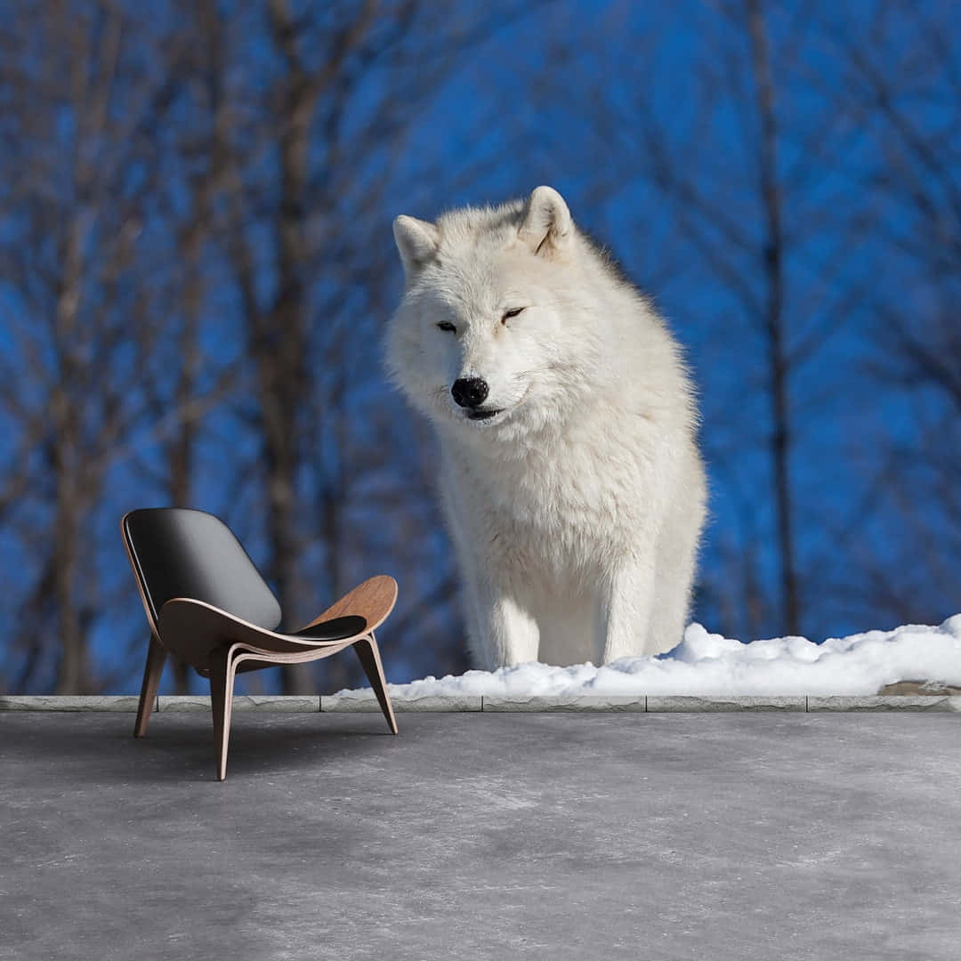 Arctic Wolf 桌布 壁紙 — 一頭雄偉的白狼站在現代椅子旁邊，位於雪覆蓋的壁架上，背景是鮮藍色的天空和光禿禿的樹木。