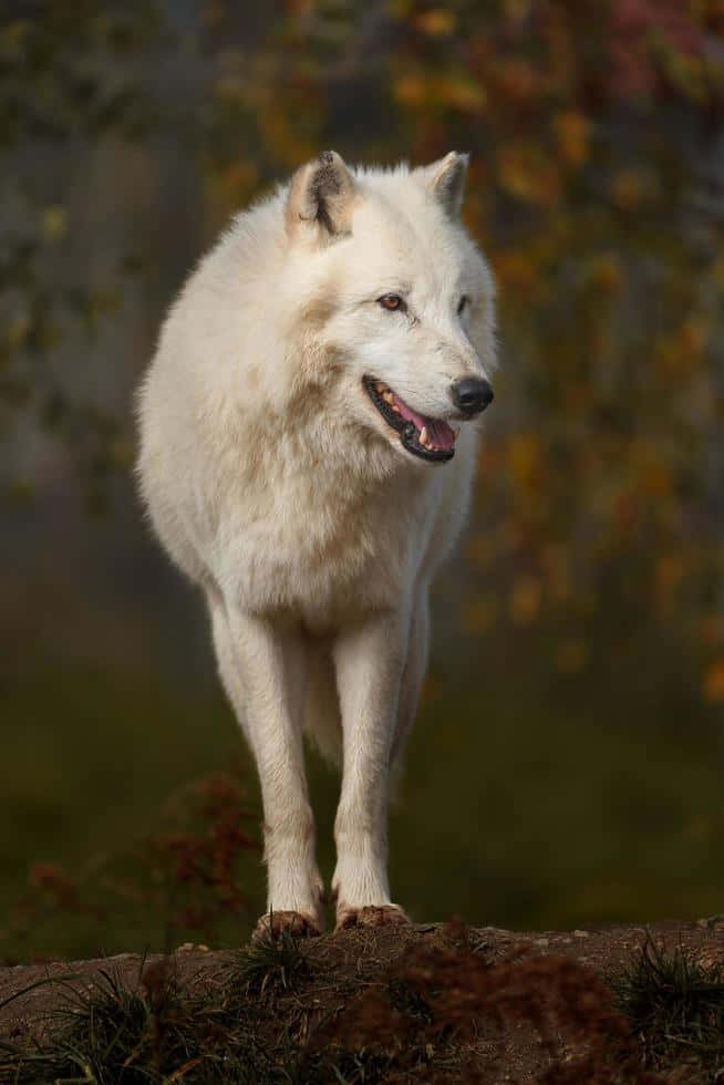 Wolf In Autumn 桌布 壁紙 — 一頭雄偉的白狼警覺地站在長滿苔蘚的木頭上，背景是模糊的秋日森林。