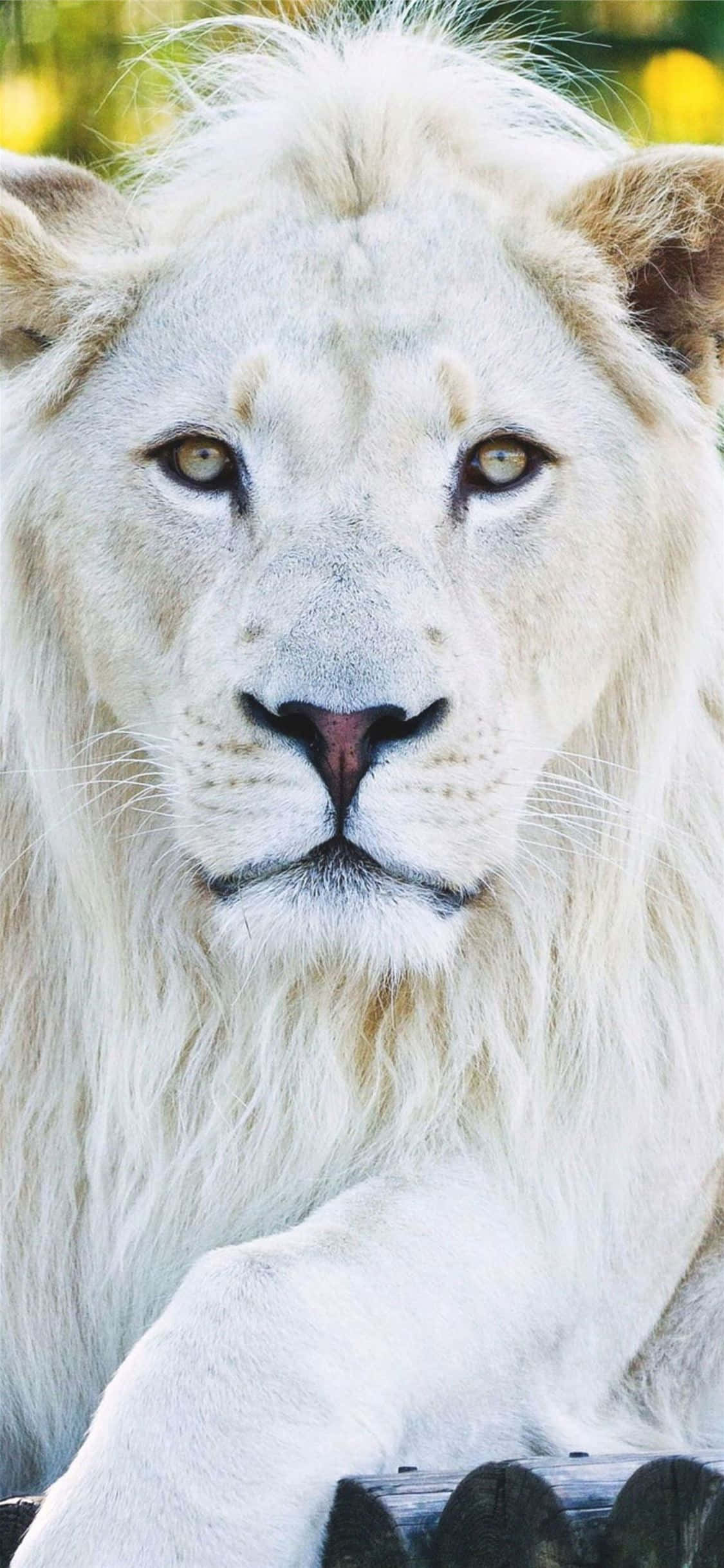 Animals iPhone 桌布 壁紙 — 一頭雄偉的白獅，擁有銳利的琥珀色眼睛，在柔和的模糊綠色和黃色背景下凝視著。