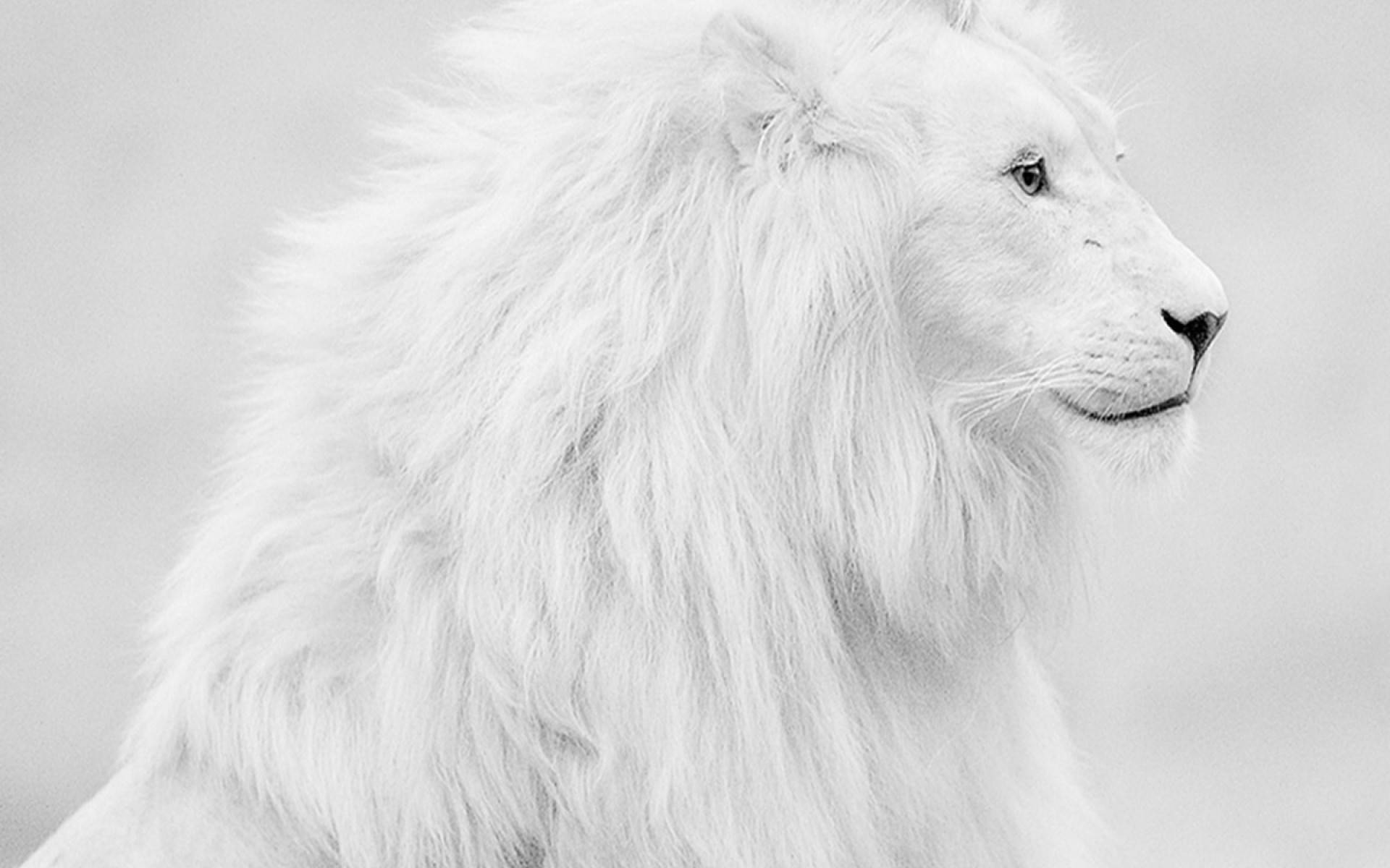 White Lion 桌布 壁紙 — 一頭雄偉的白獅側面，擁有濃密鬃毛和銳利目光，背景柔和模糊。