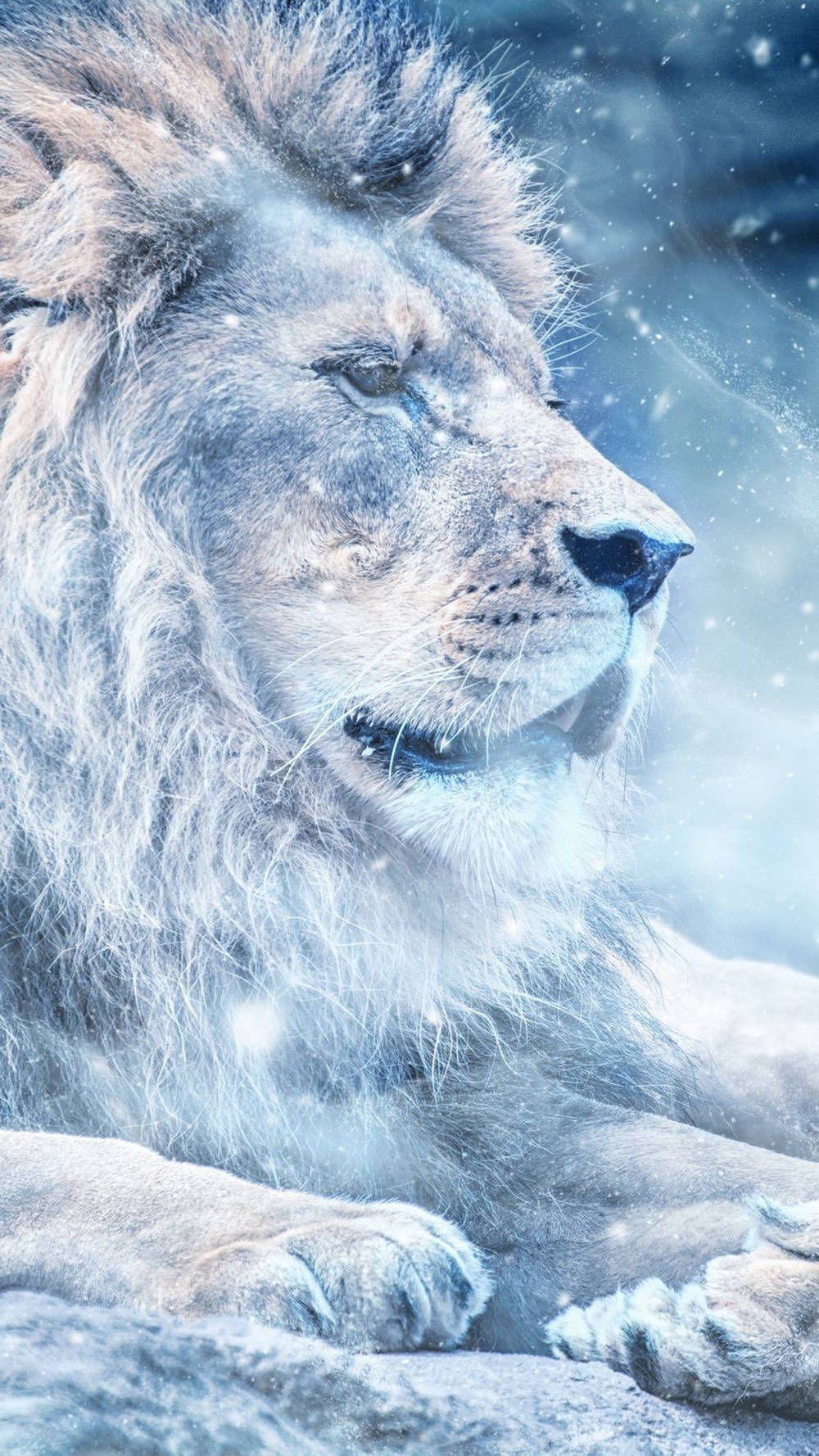 Wild 桌布 壁紙 — 一頭雄偉的白獅在雪景中休息，周圍是冰藍色調和飄落的雪花，襯托著牠寧靜的臉龐。