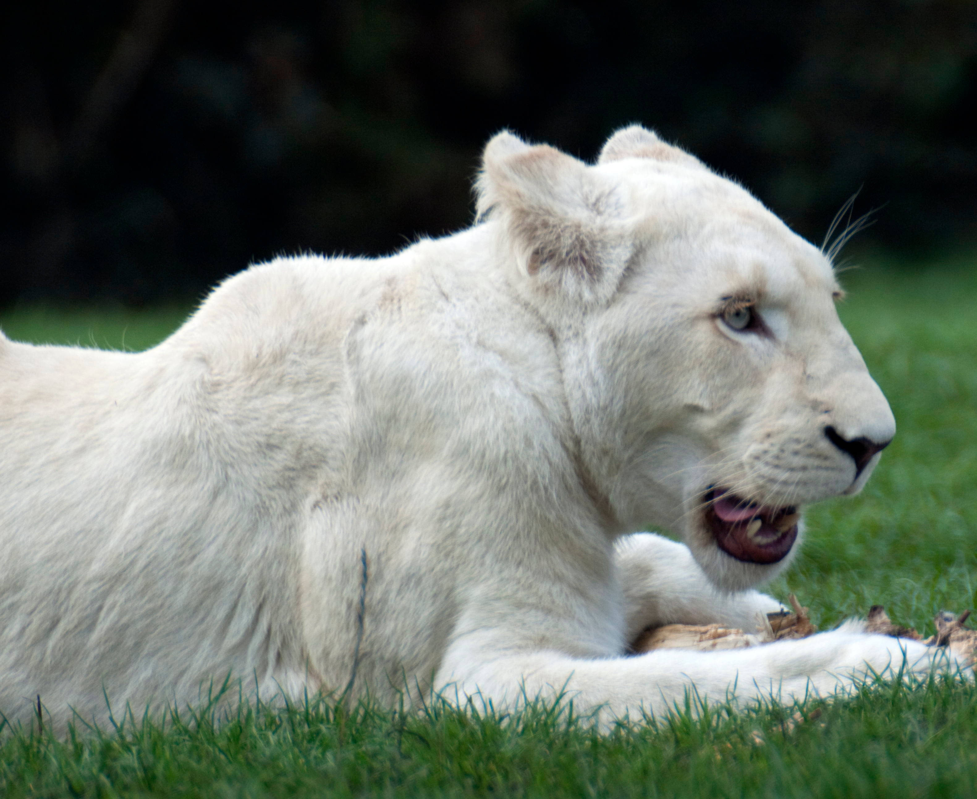 White Lion 桌布 壁紙 — 一頭雄偉的白獅在鮮綠的草地上平靜地休息，背景是模糊的深色。
