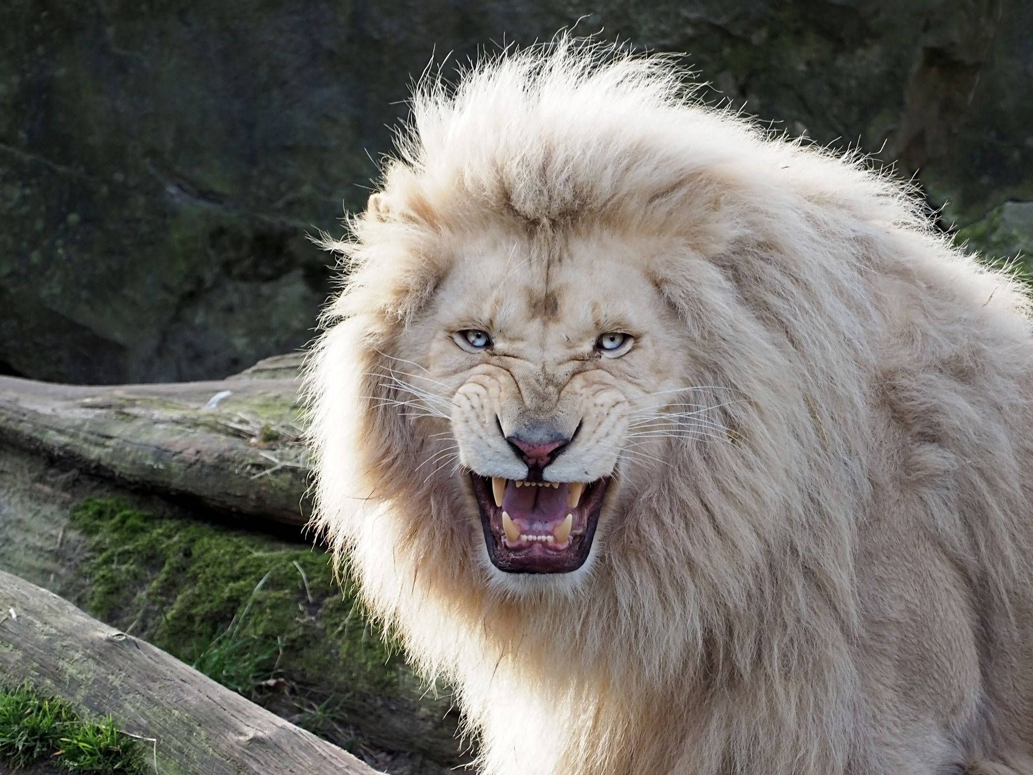 White Lion 桌布 壁紙 — 一頭雄偉的白獅子，擁有銳利的藍色眼睛，在長滿苔蘚的木頭和黑色岩石背景下兇猛地咆哮。
