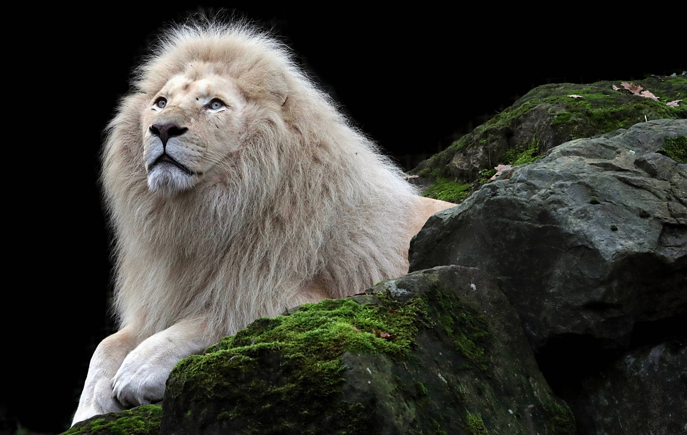 White Lion 桌布 壁紙 — 一頭雄偉的白獅子，有著濃密的鬃毛，威嚴地躺在長滿苔蘚的岩石上，背景是純黑色。