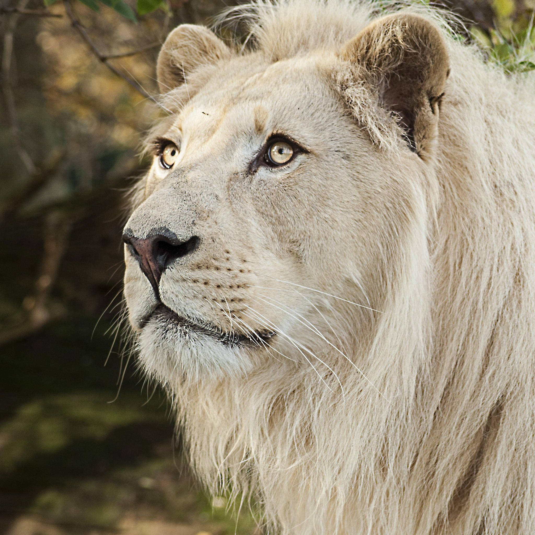 White Lion 桌布 壁紙 — 一頭雄偉的白獅子，金色眼睛，透過陽光普照的森林背景凝視著。