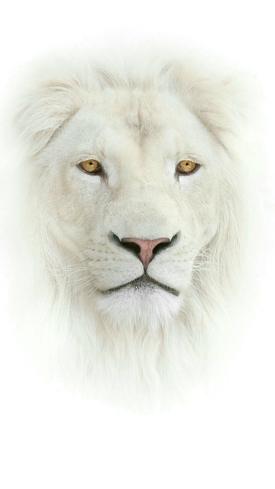 Lion Head 桌布 壁紙 — 一頭雄偉的白獅子，金色眼睛直視前方，背景純白。