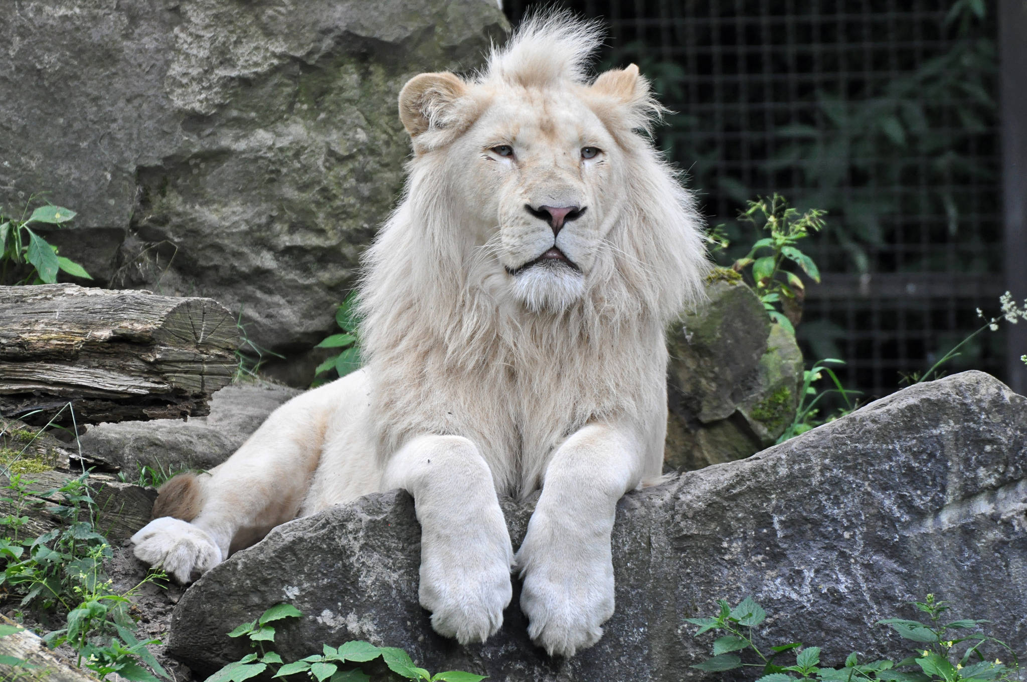 White Lion 桌布 壁紙 — 一頭雄偉的白獅子威嚴地躺在長滿苔蘚的石頭上，周圍是綠色植物和粗糙的石頭。